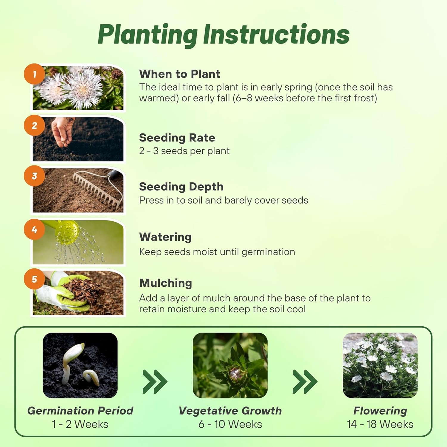 Stokesia White Flower Seed Planting Directions