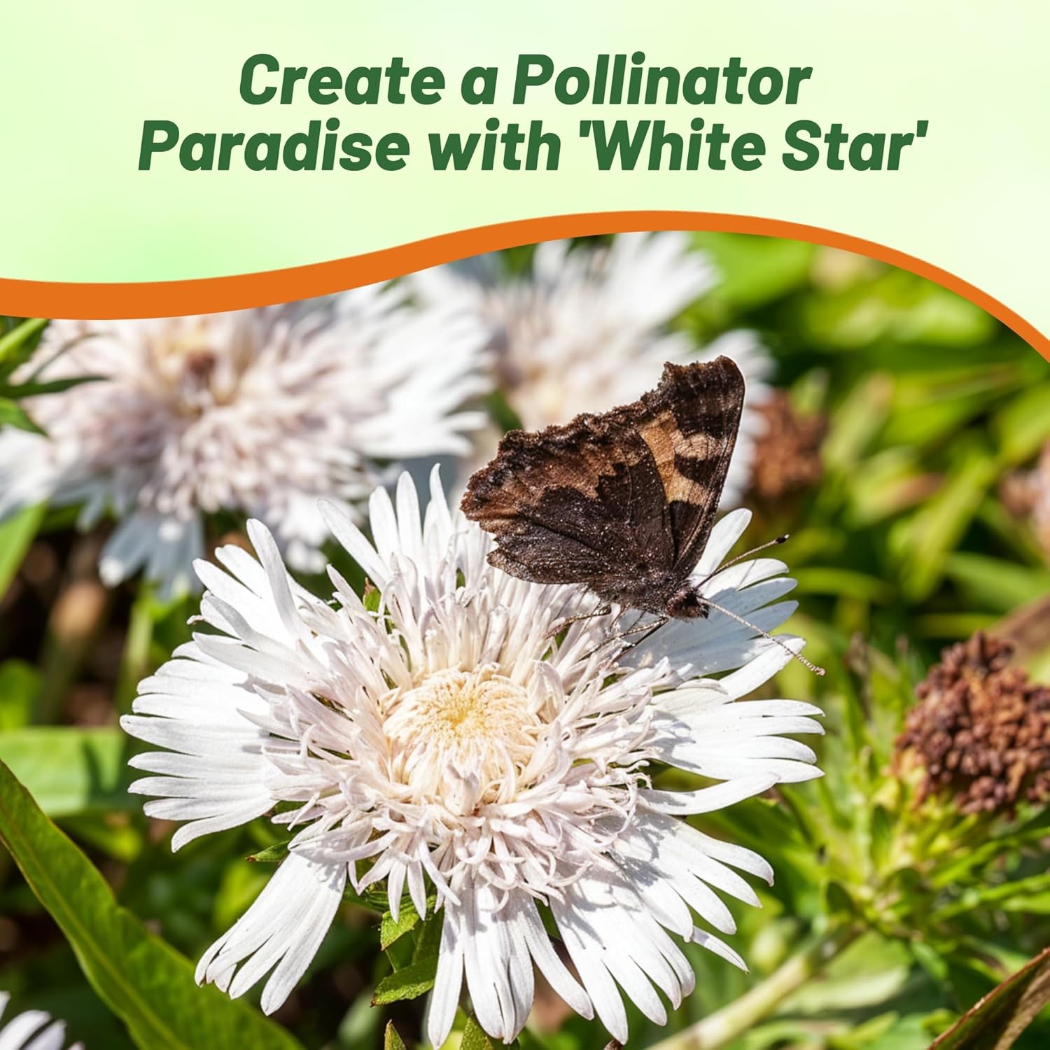 Perennial Stokesia White Pollinating Flowers