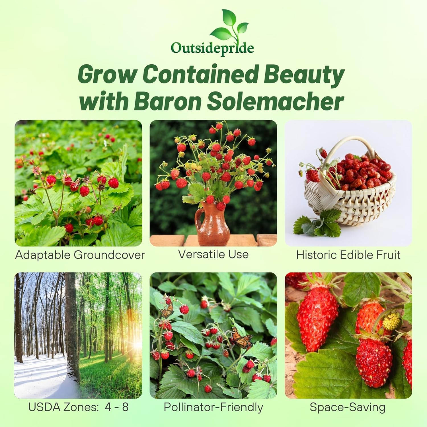 Fragaria Vesca Baron Solemacher