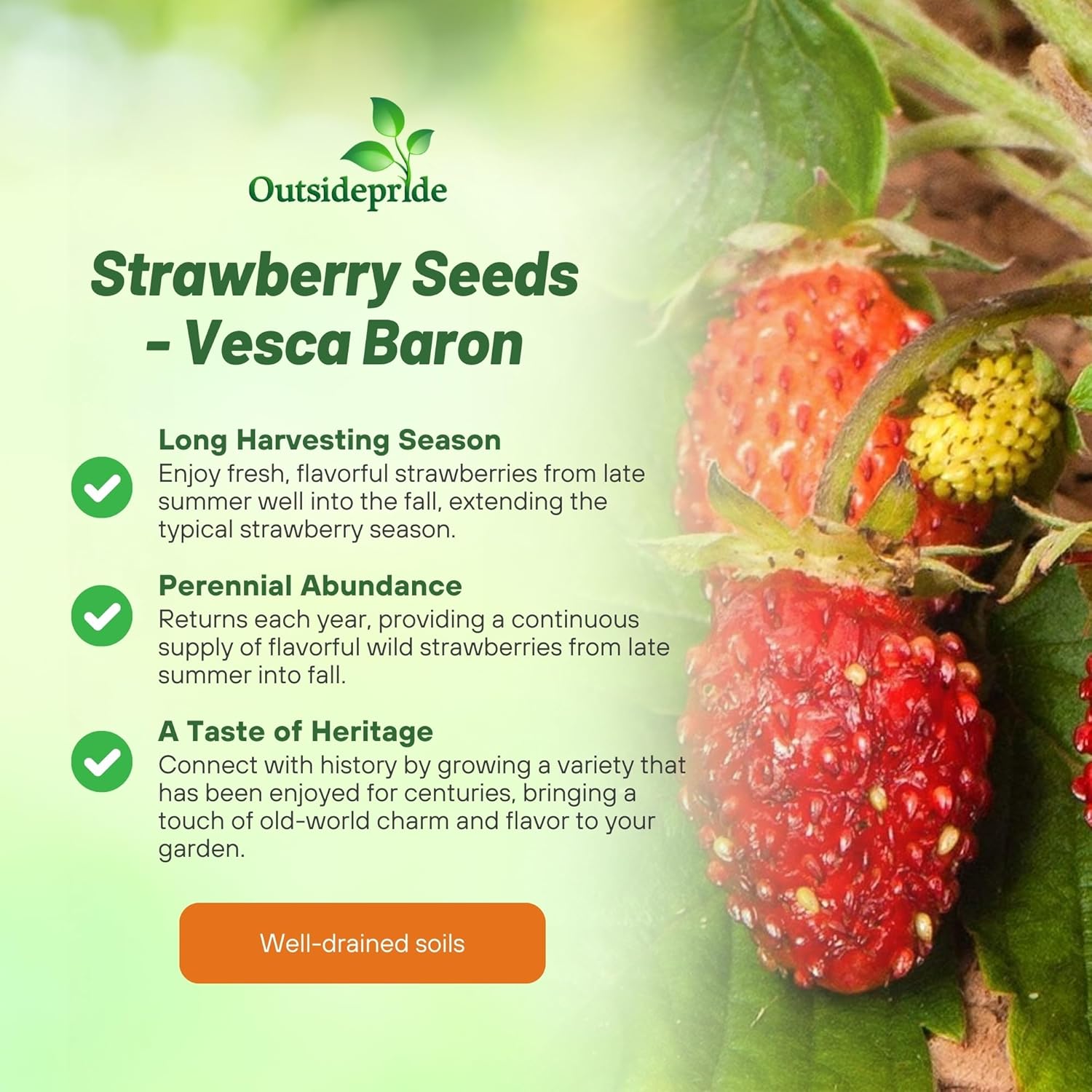 Strawberry Baron For Eating