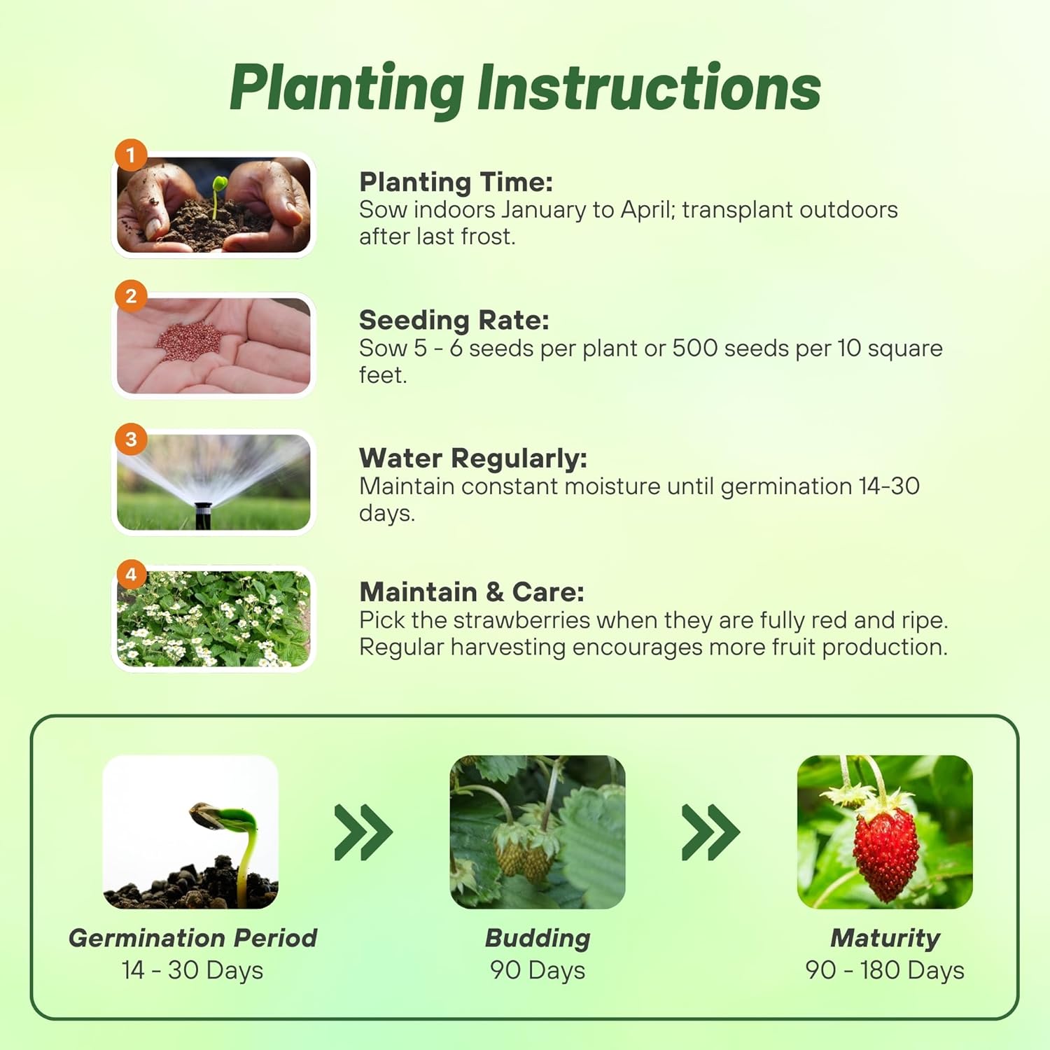 Strawberry Baron Red Seed Planting Directions