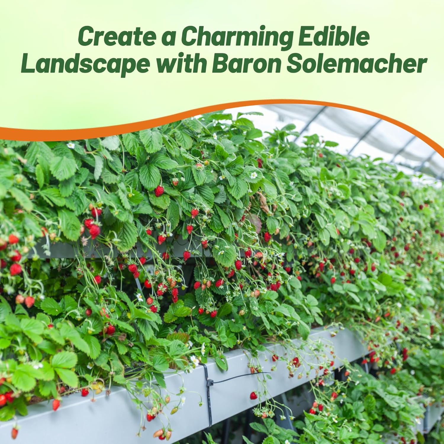 Wild Strawberry Baron Spreading Ground Cover