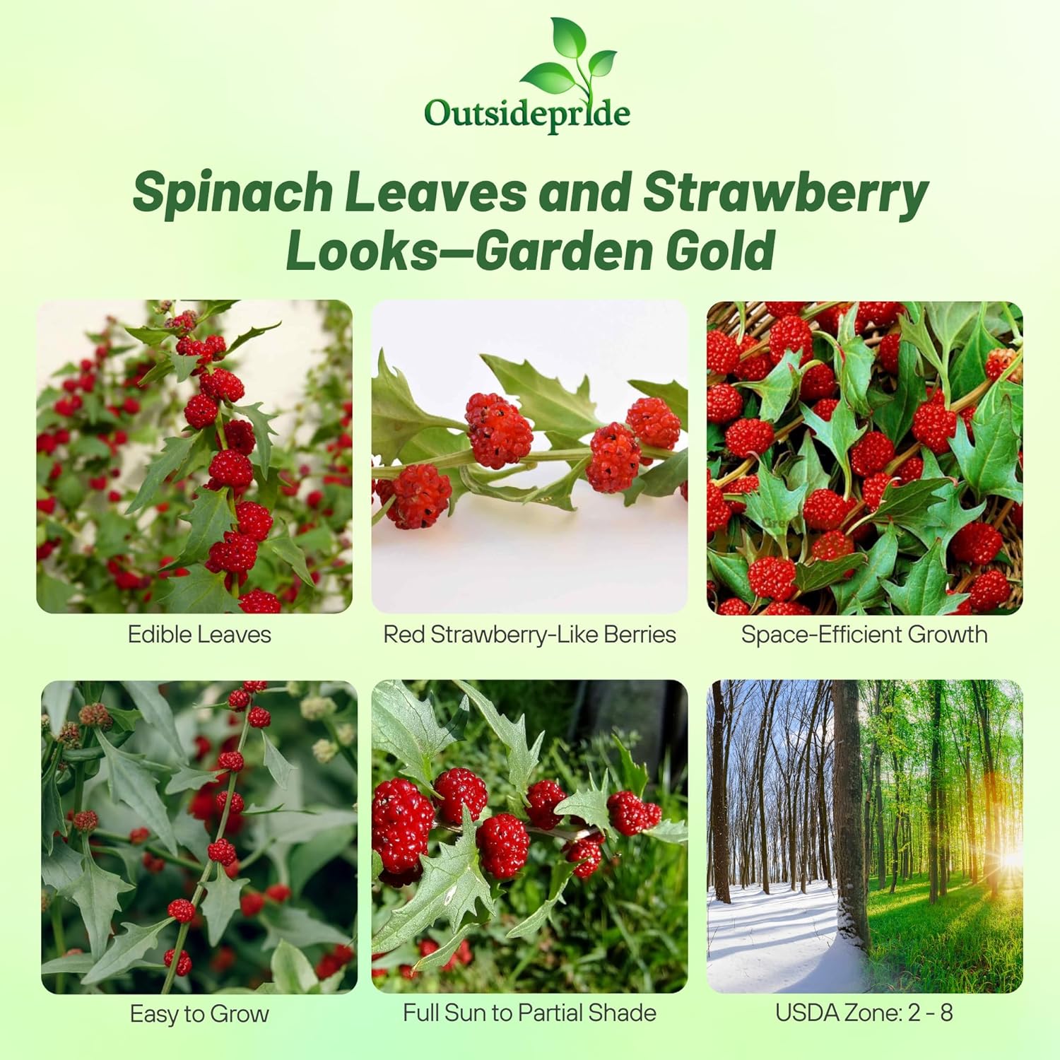 Chenopodium Foliosum Strawberry Sticks