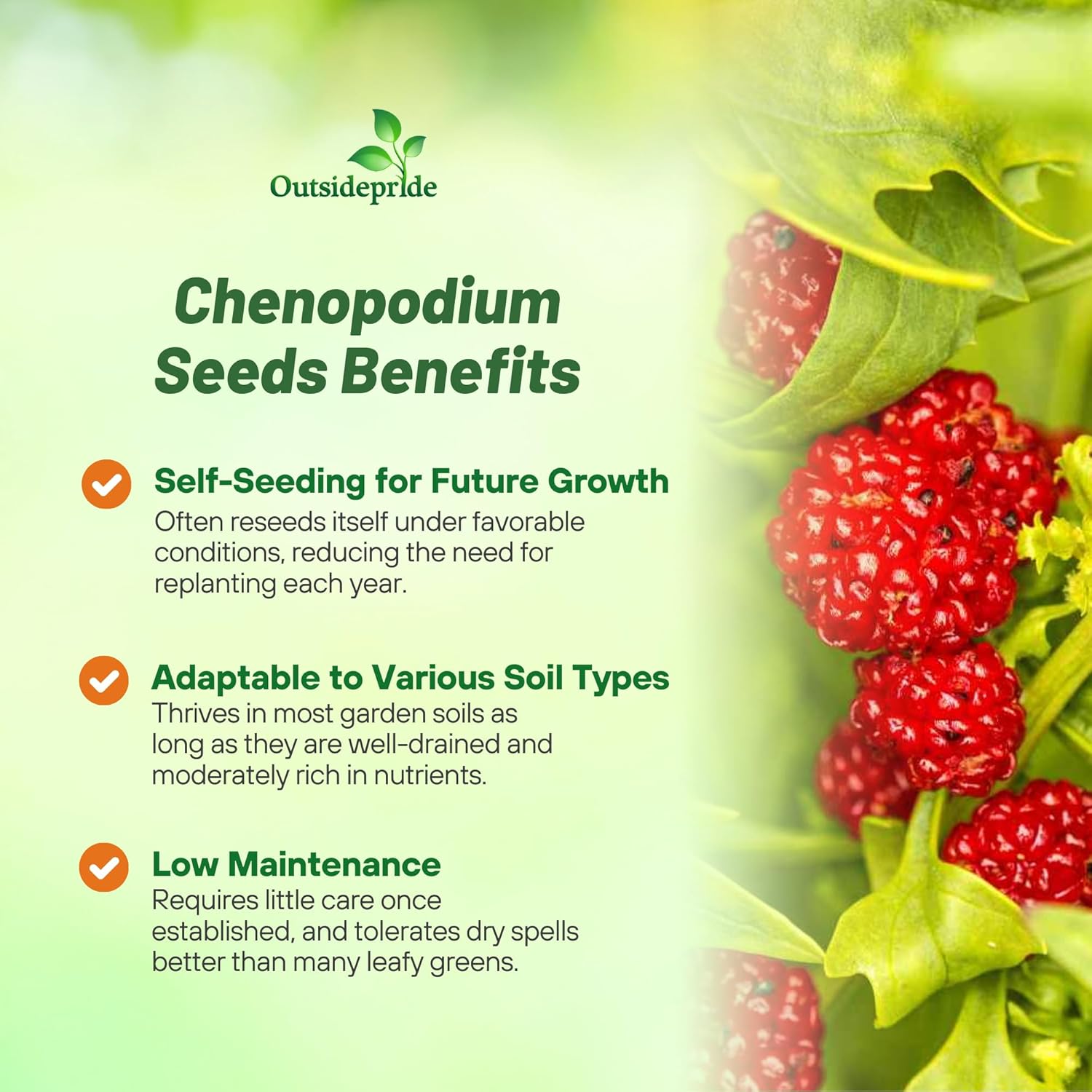 Strawberry Spinach Fruit Planst