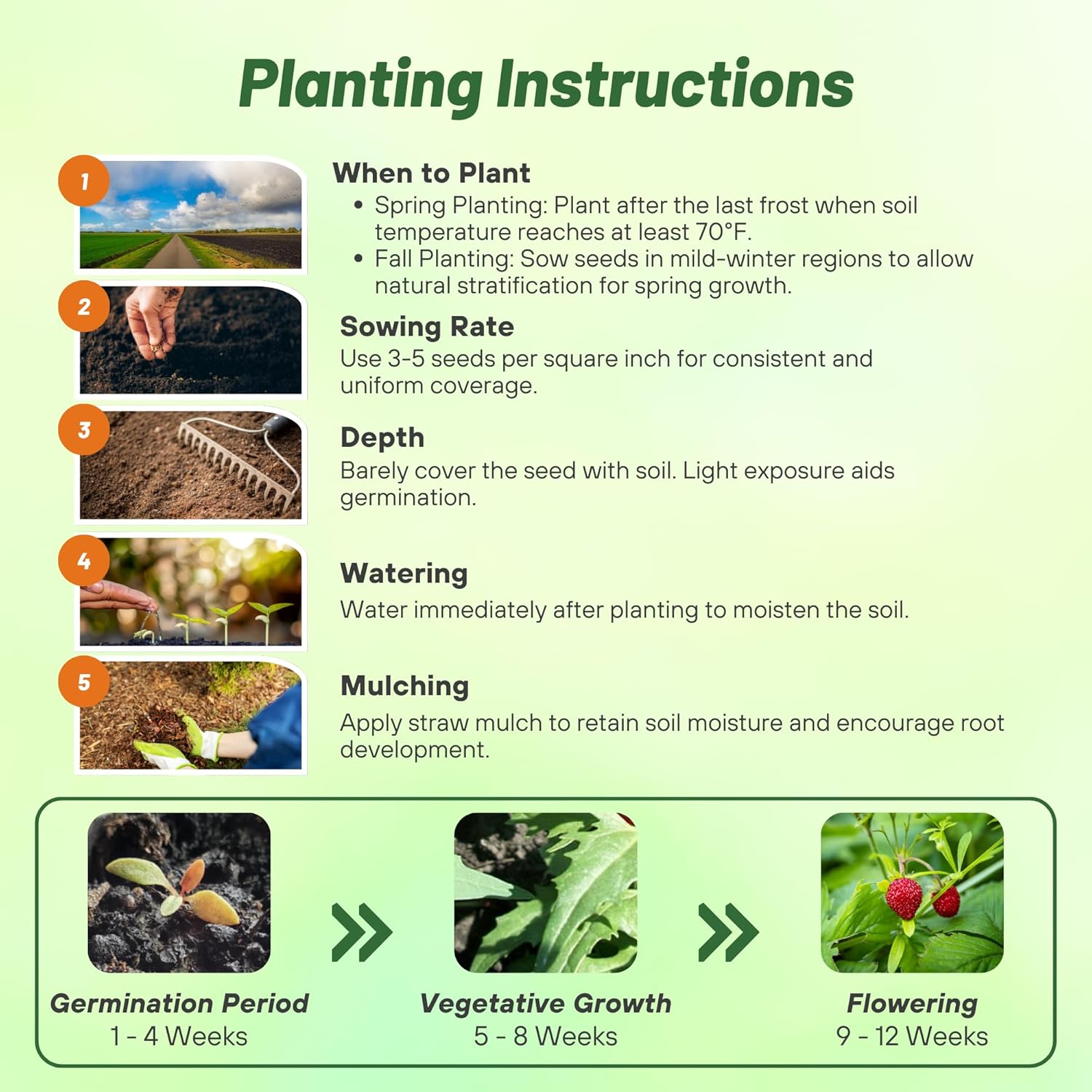 Strawberry Spinach Seed Planting Directions