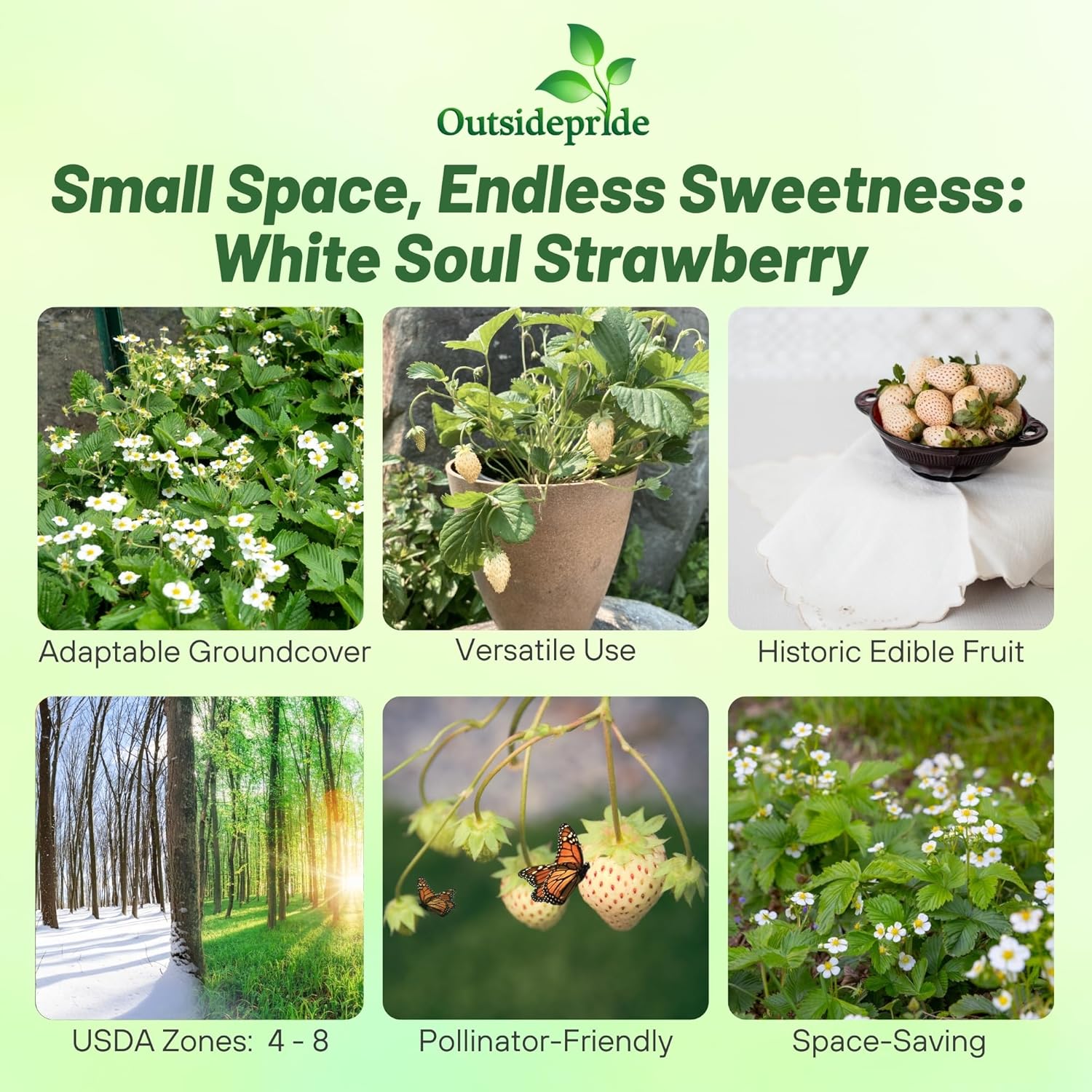 Fragaria Vesca White Soul Plants