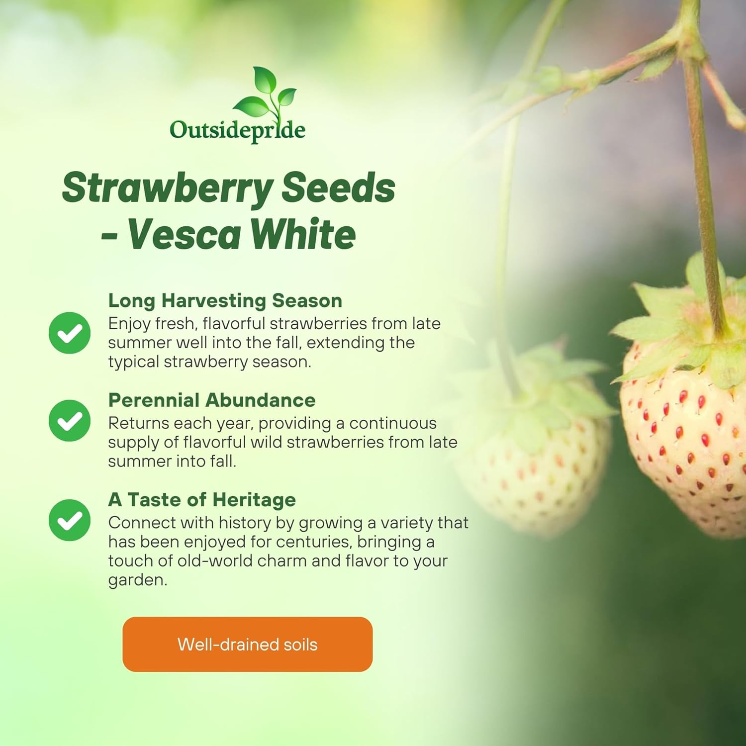 Strawberry White For Eating