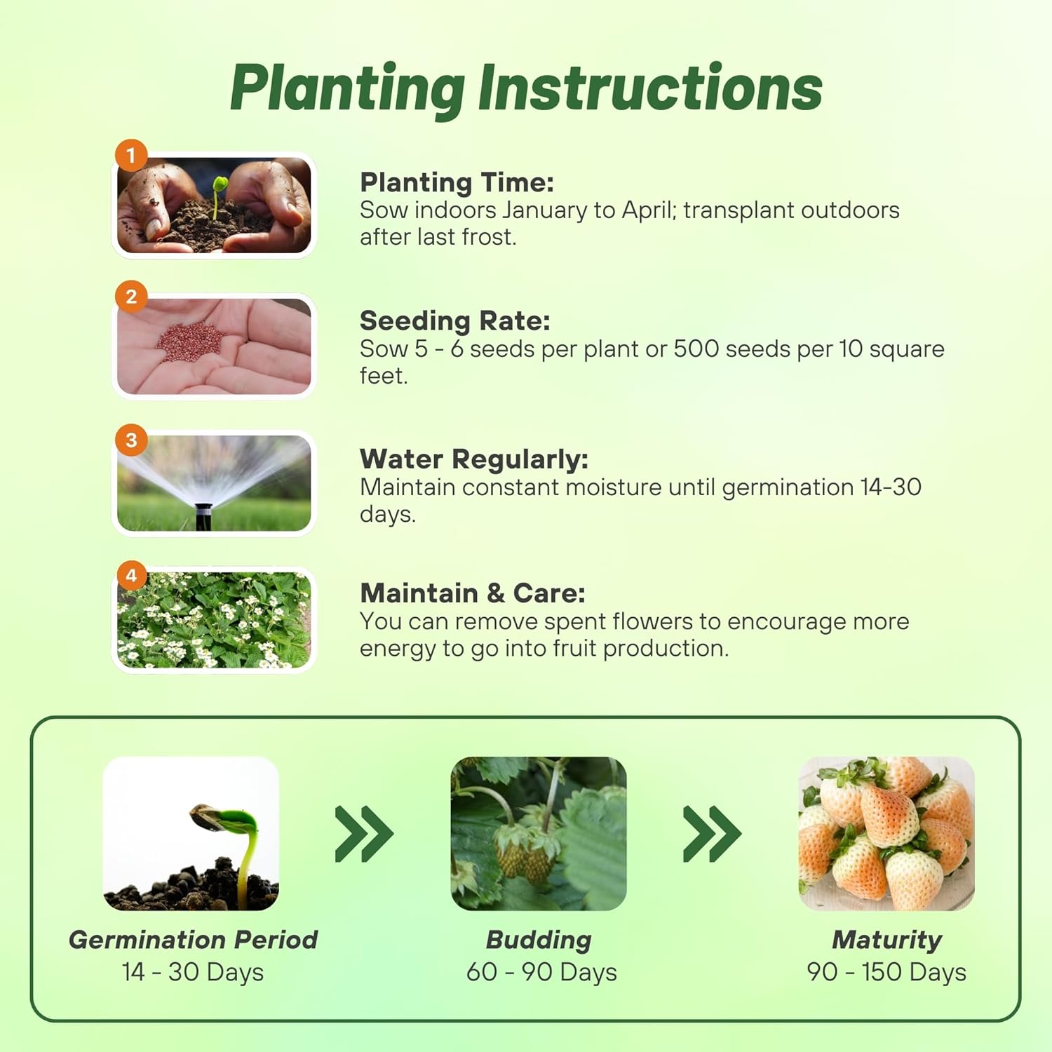 Strawberry White Seed Planting Directions