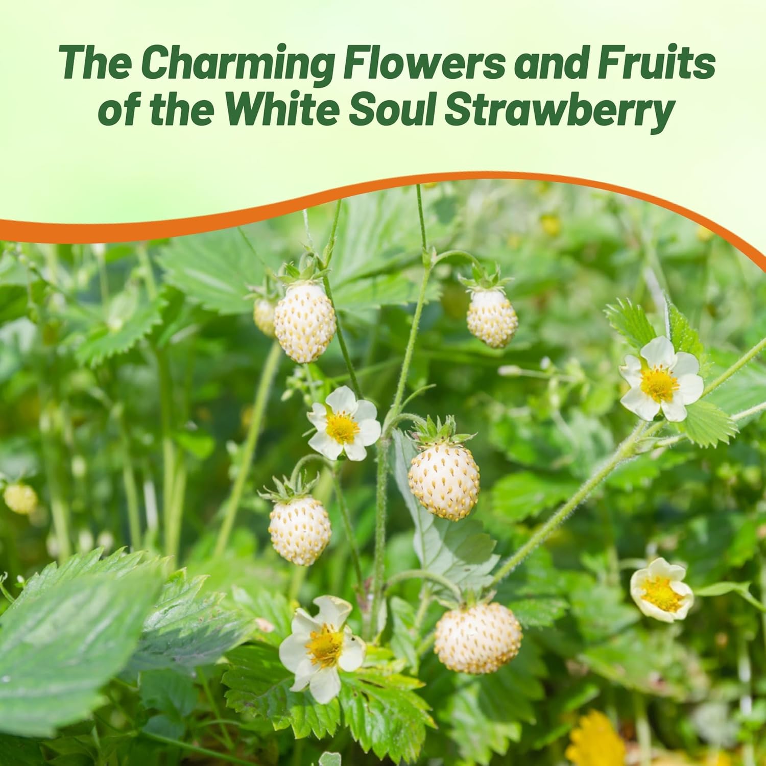Strawberry White Spreading Ground Cover