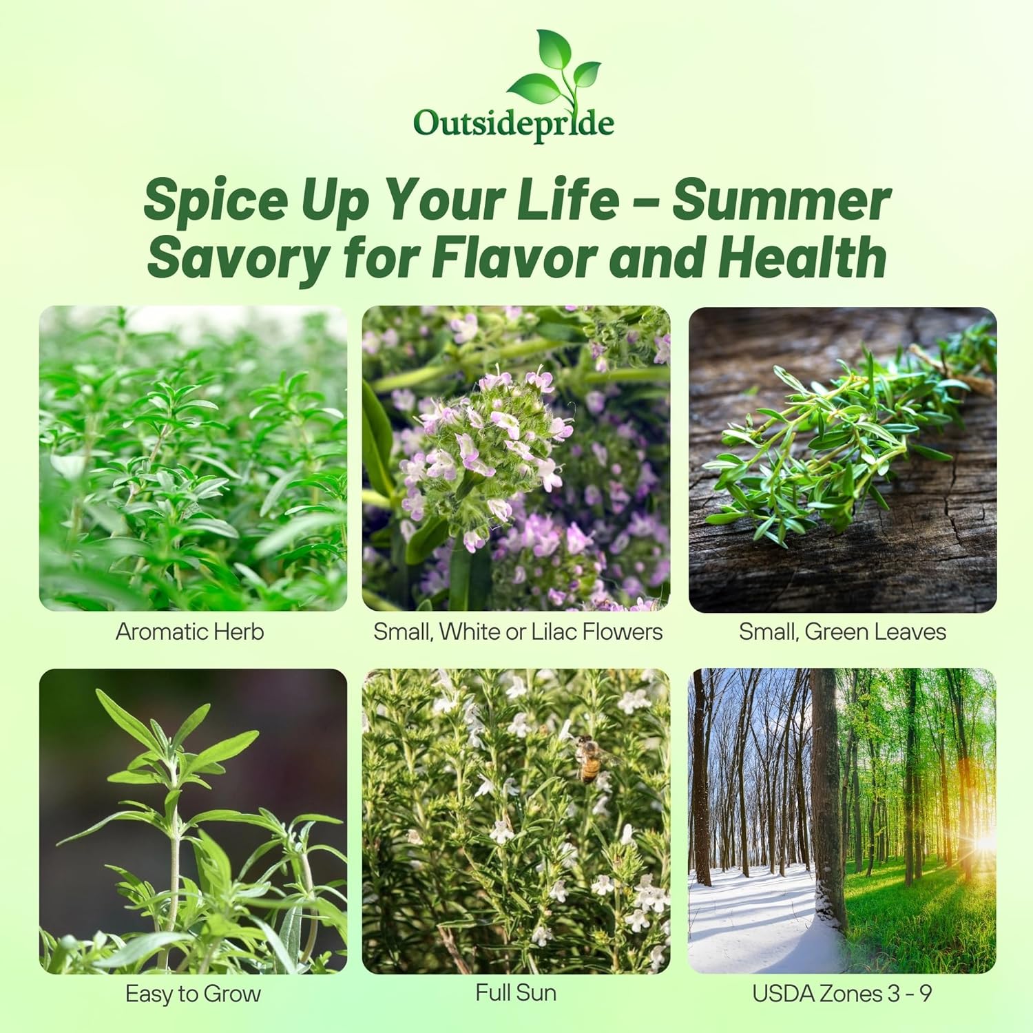Satureja Hortensis Summer Savory