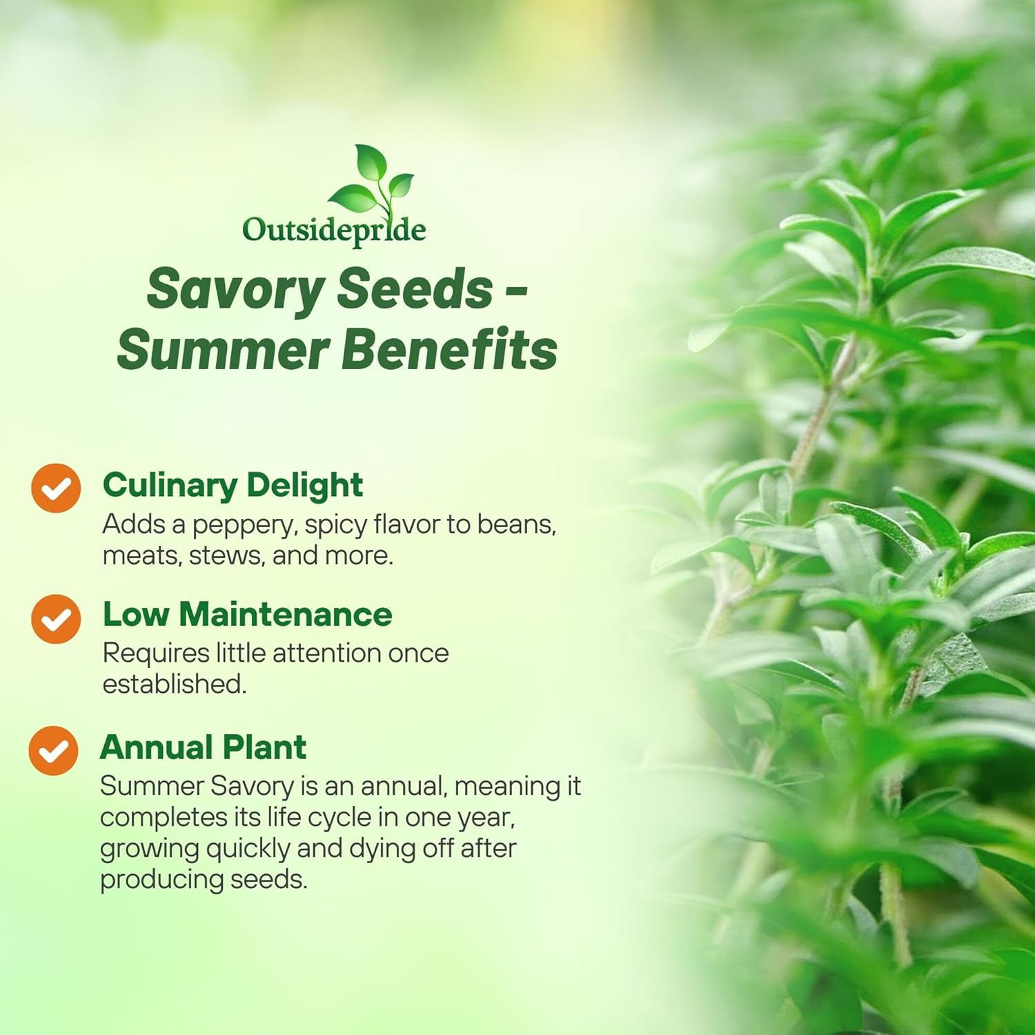 Summer Savory Herb Garden