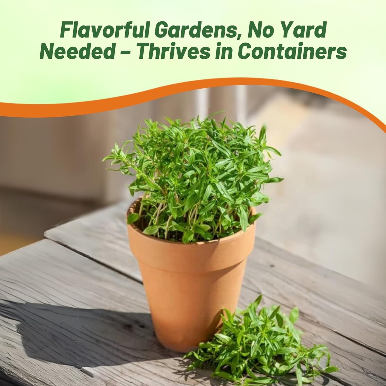 Summer Savory Culinary Herb