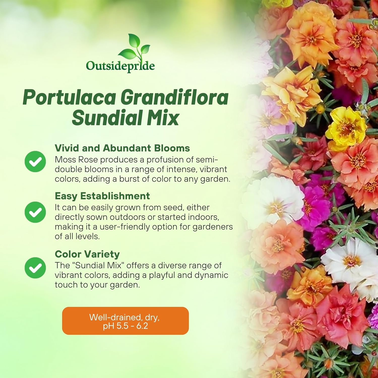 Moss Rose Sundial Mix