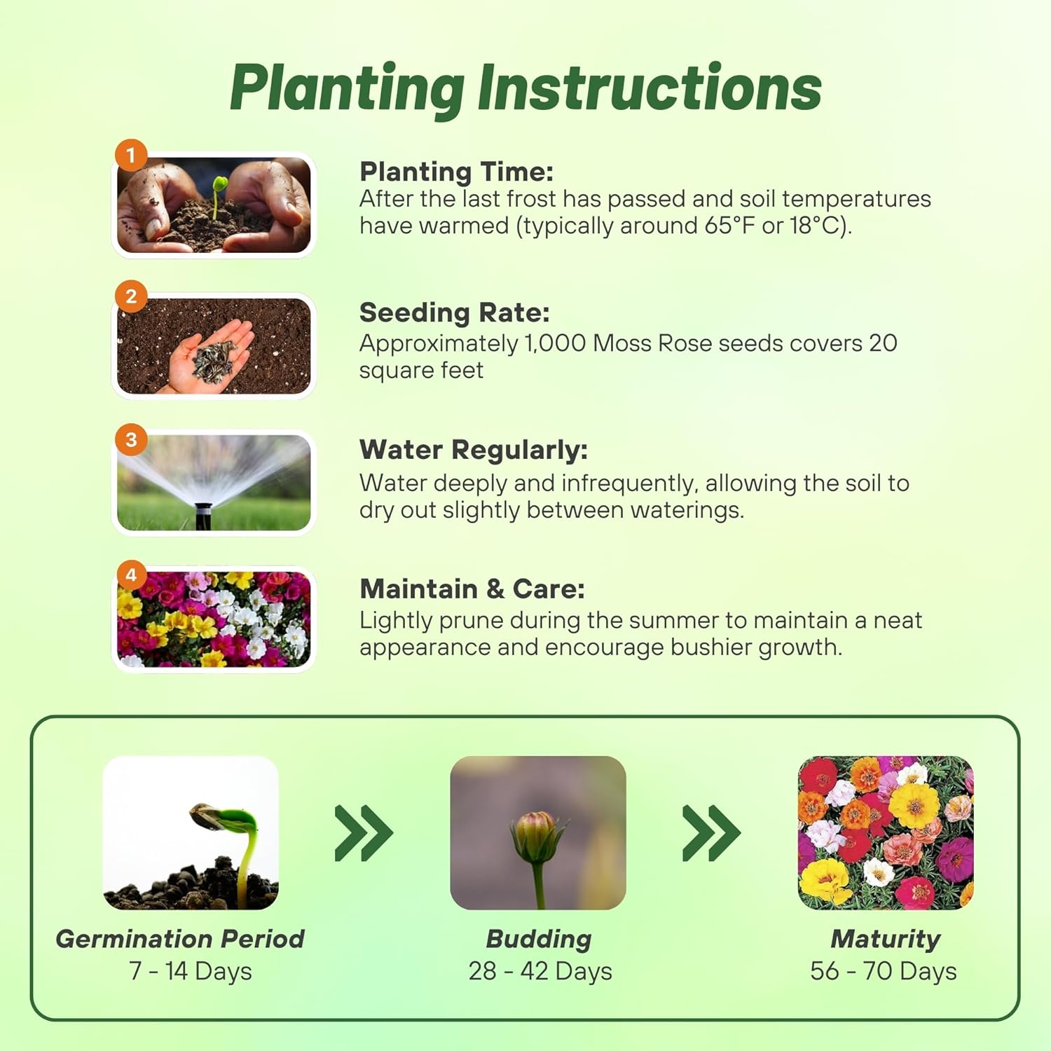 Portulaca Sundial Planting Directions