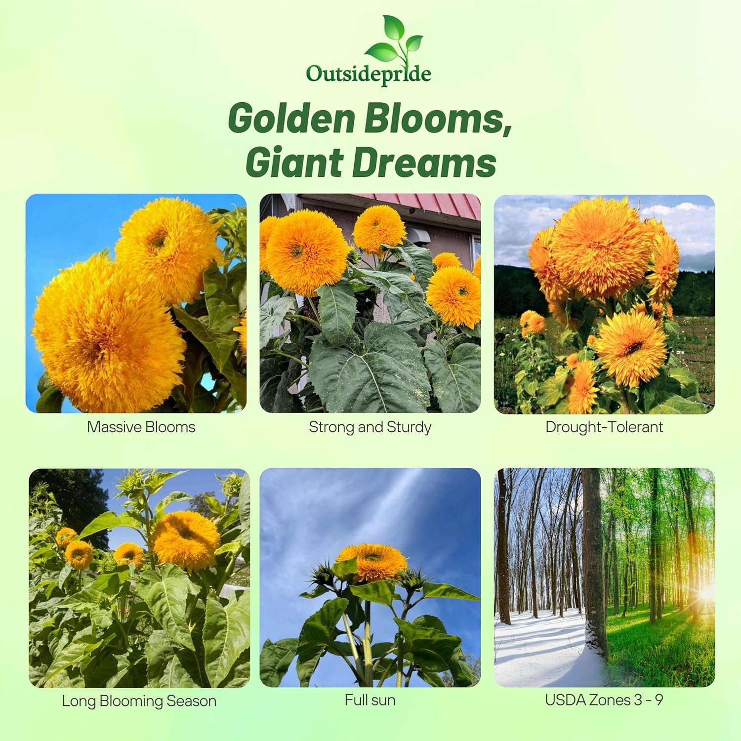 Helianthus Annuus Giant Flower Seed