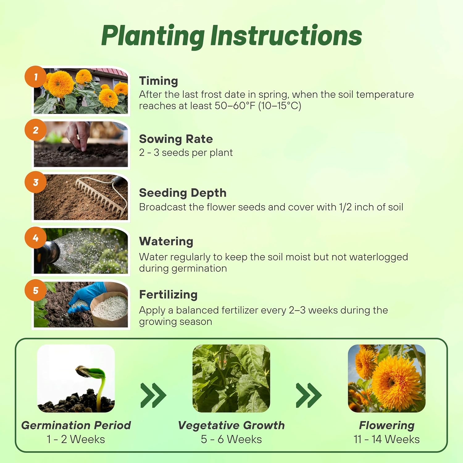 Sunflower Giant Sungold Planting Directions