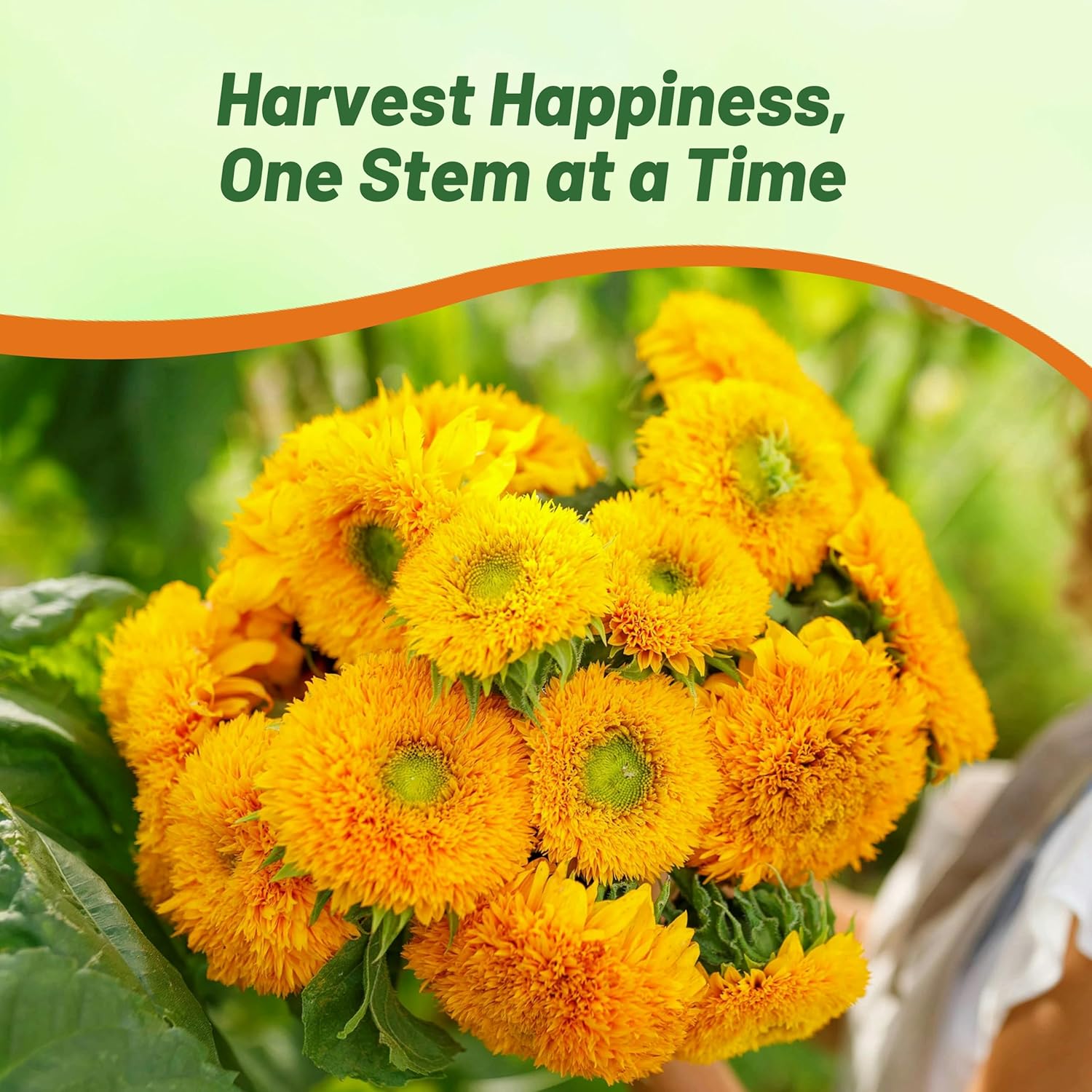 Sunflower Giant Sungold Flower Garden