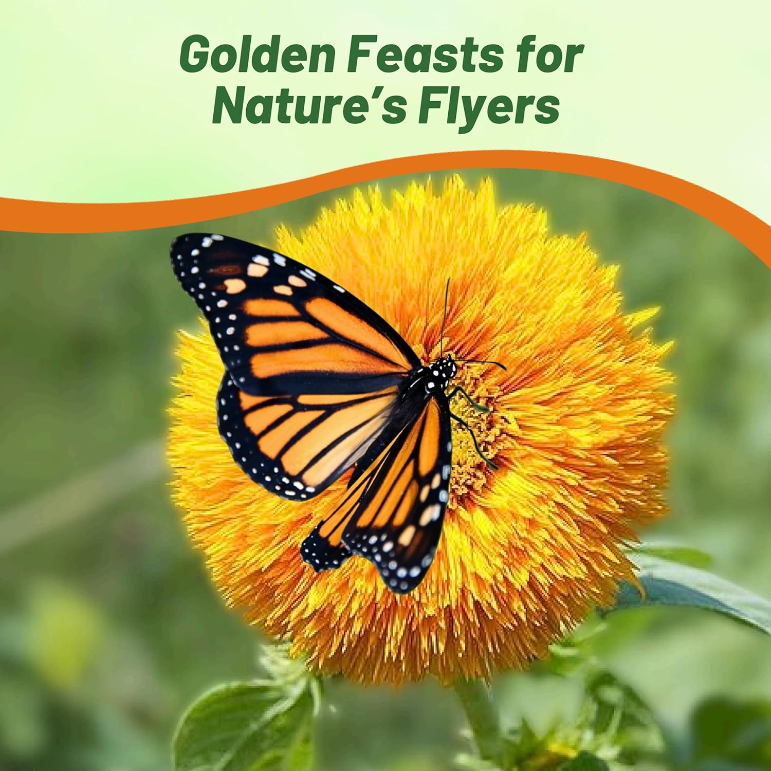 Sunflower Giant Sungold Flower Seed