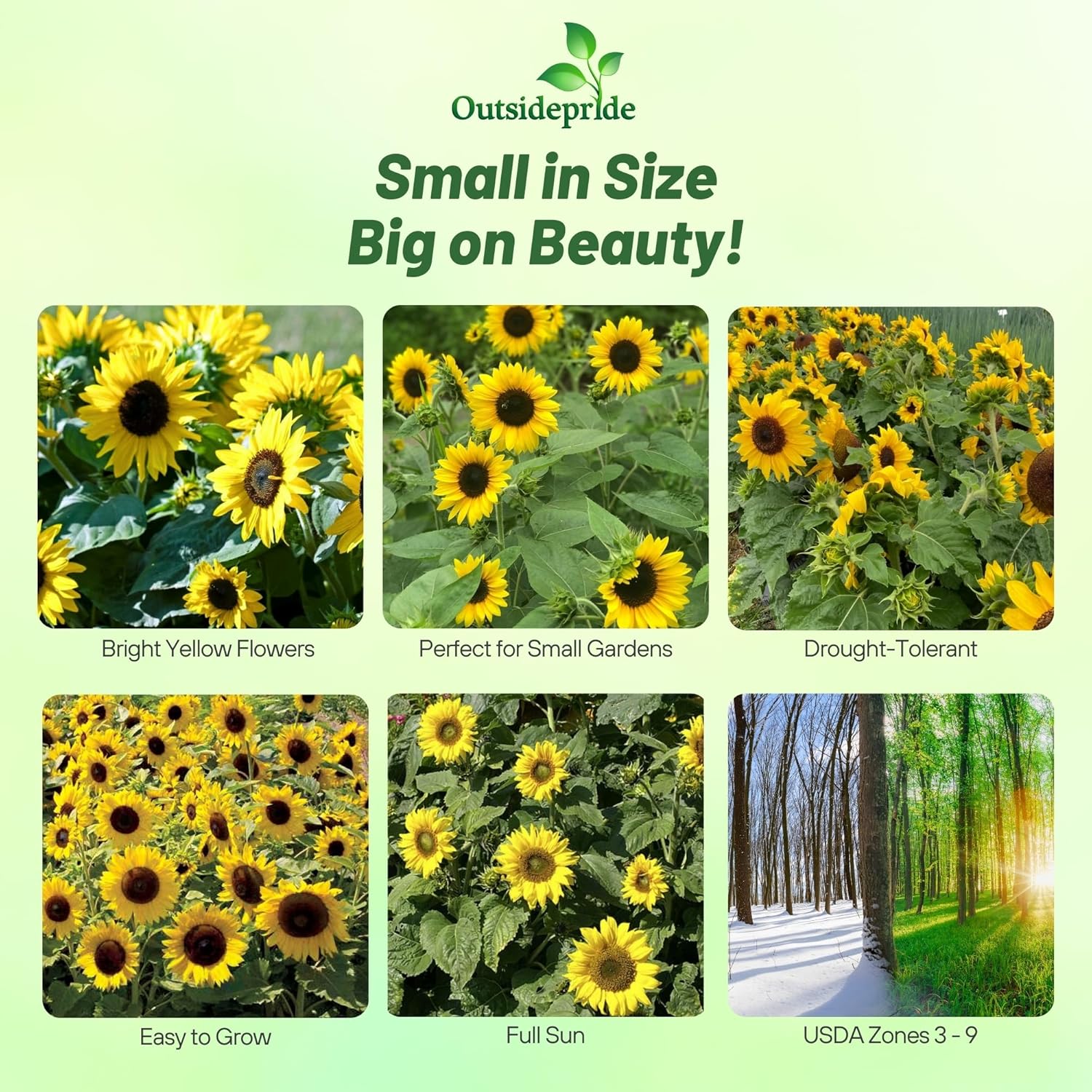 Dwarf Sunspot Sunflower Garden Seeds