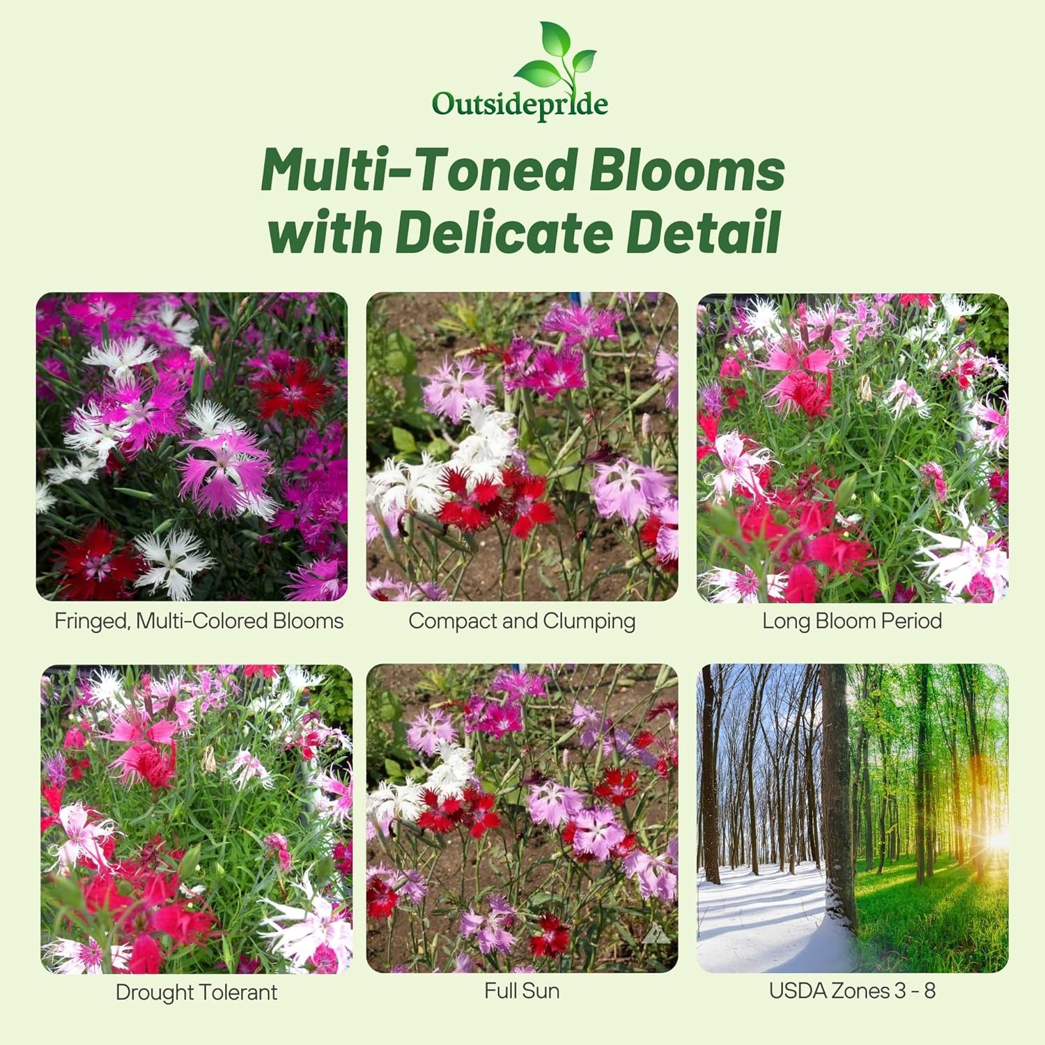 Dianthus Superbus Garden Flower Mix