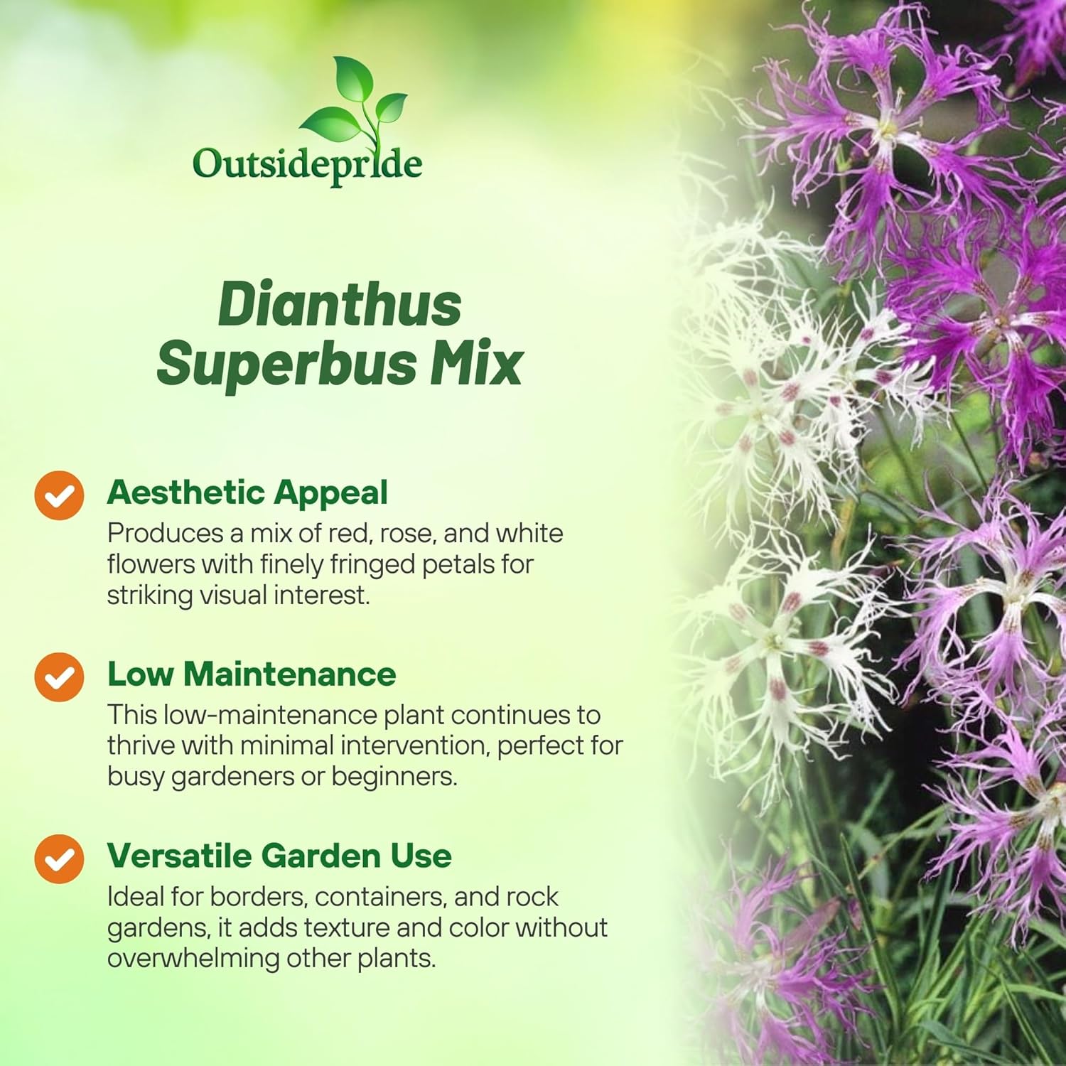 Dianthus Superbus Flower Seed Mix