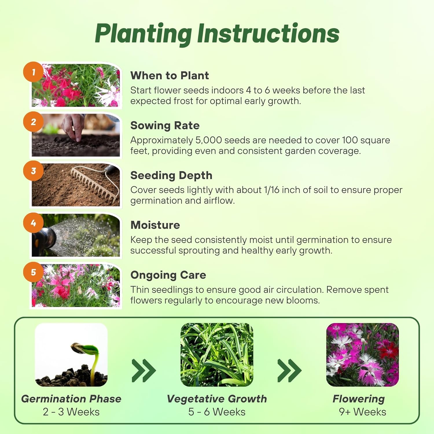 Dianthus Superbus Mix Planting Directions
