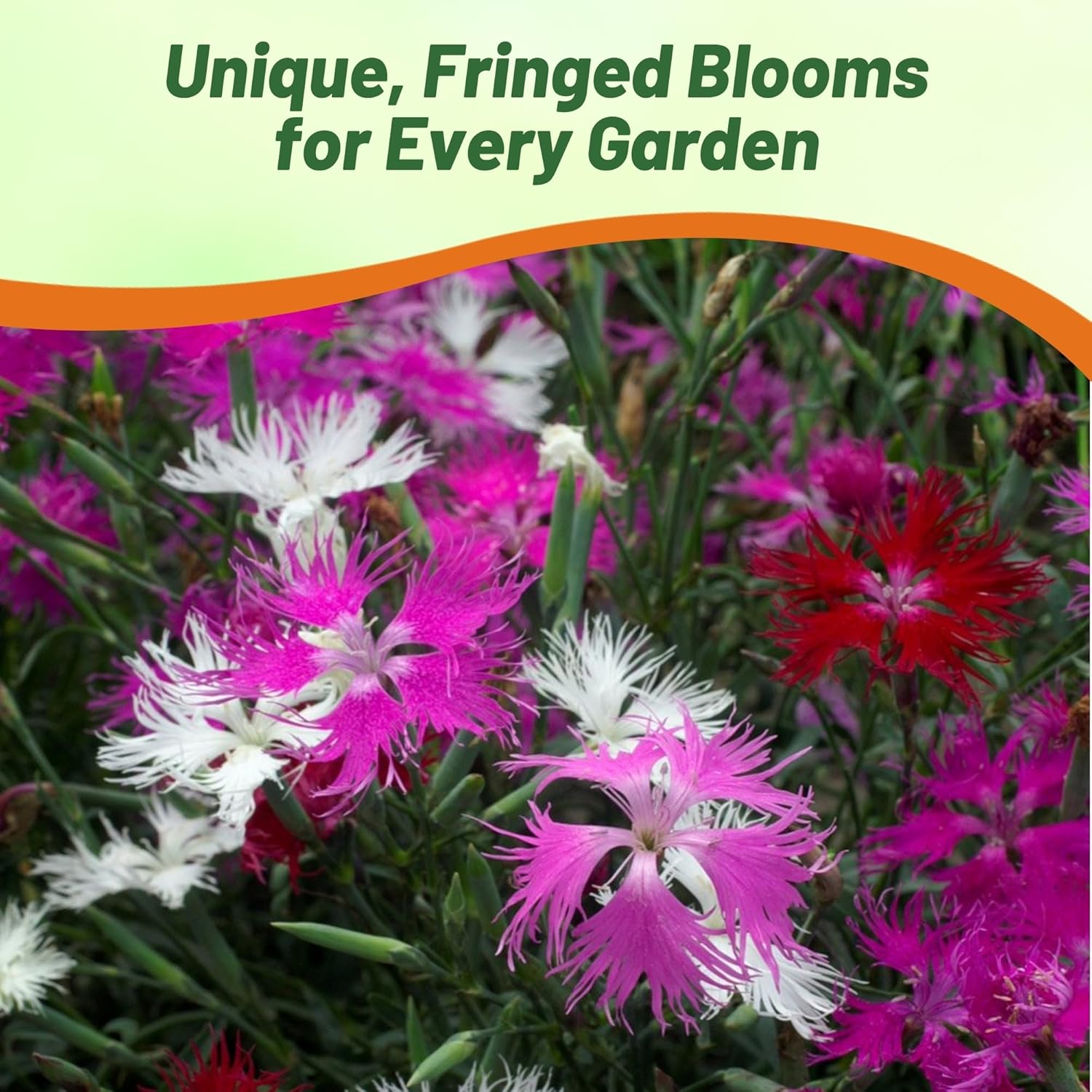 Dianthus Superbus Container Mix