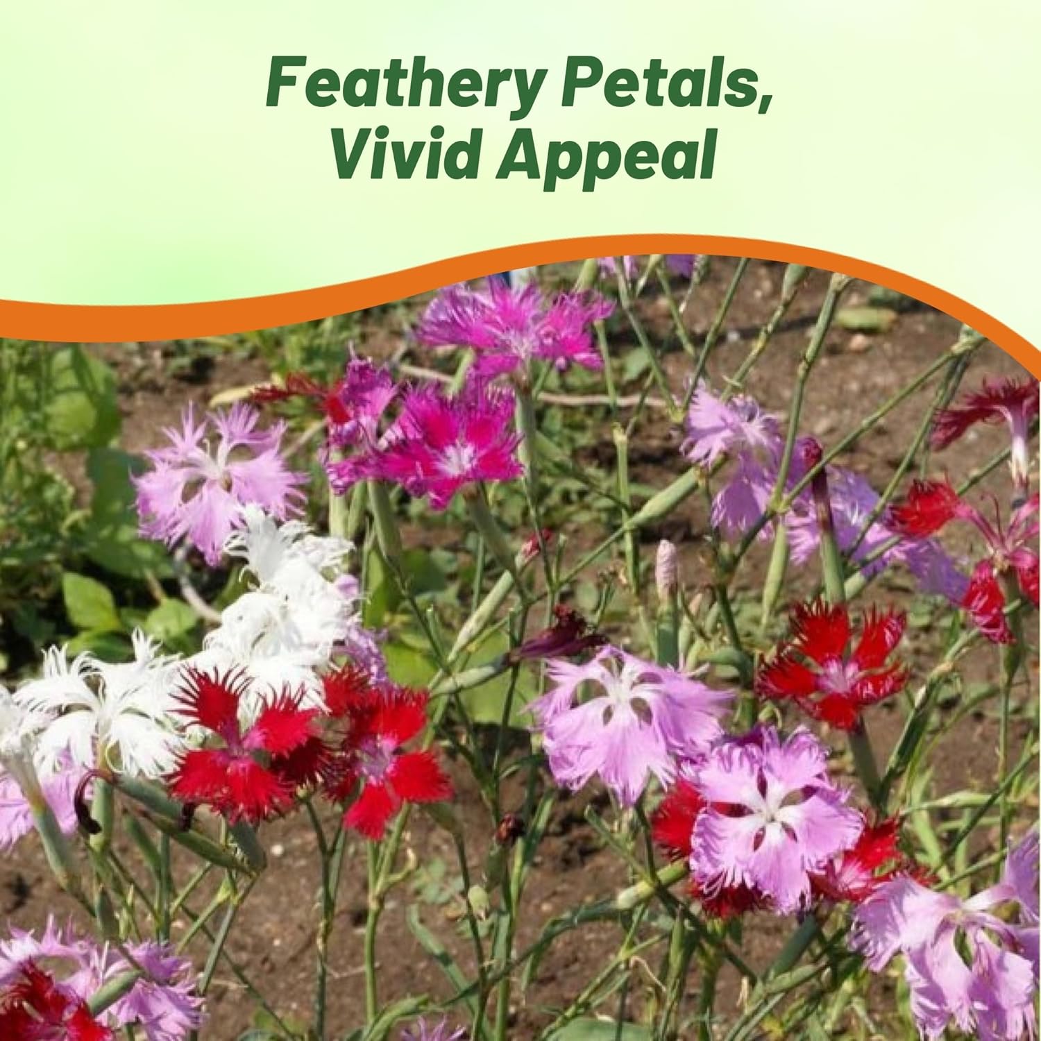 Perennial Dianthus Superbus Flower Mix