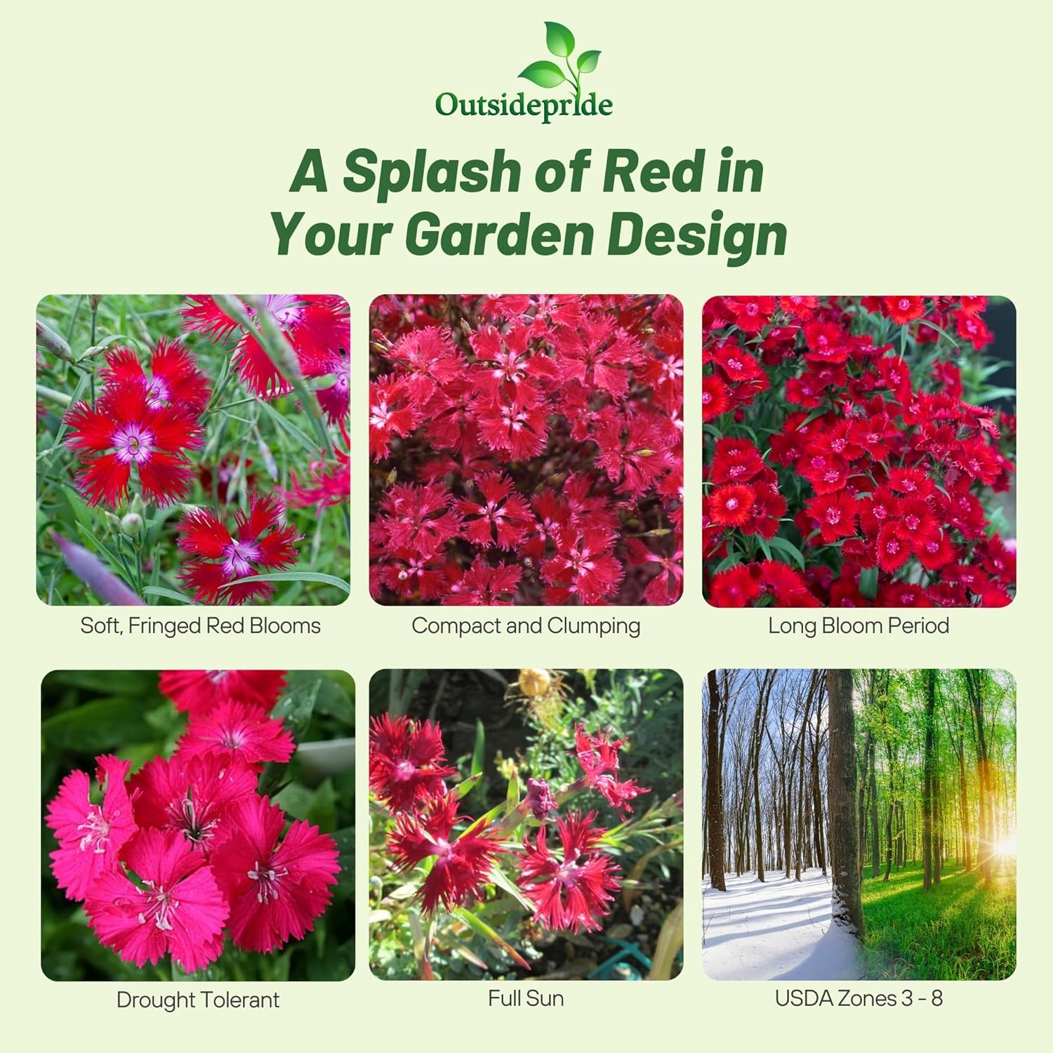 Dianthus Superbus Red Garden Flowers