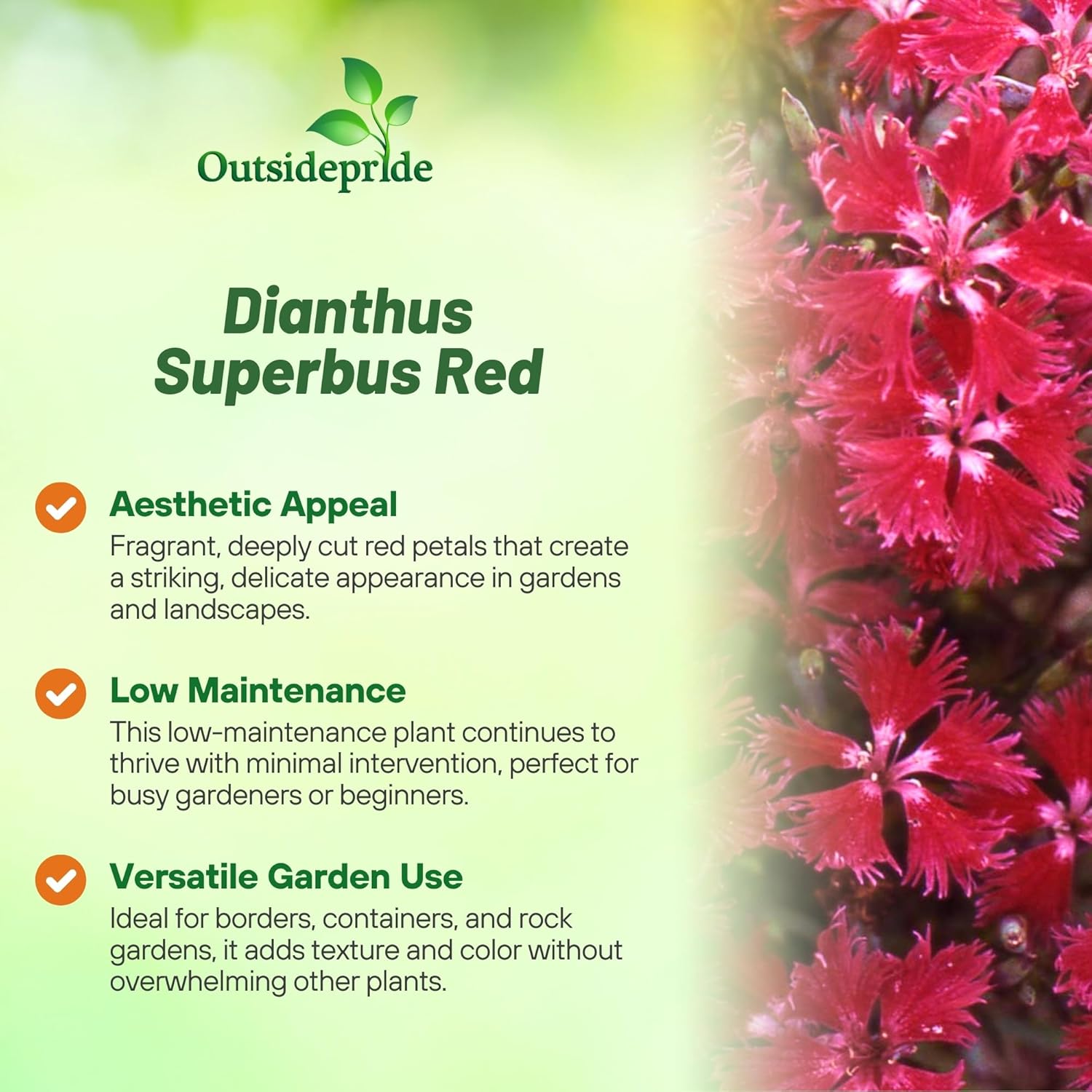 Dianthus Superbus Red Cut Flowers