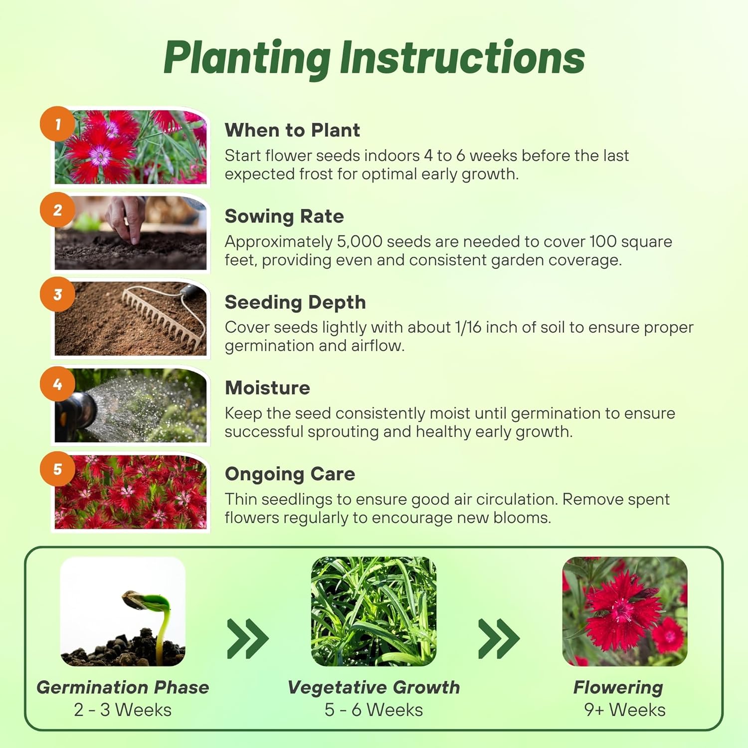 Dianthus Superbus Red Planting Directions