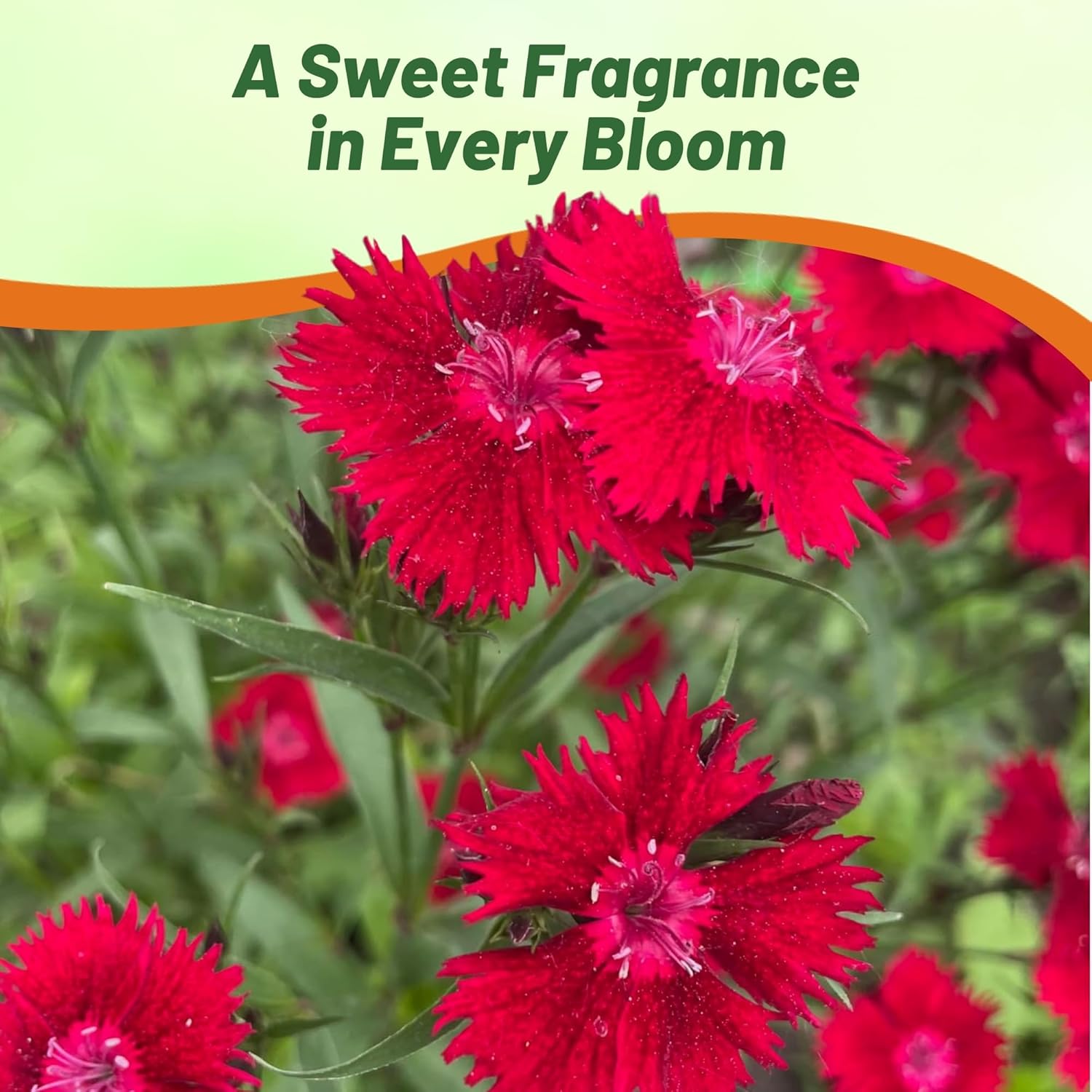 Fragrant Dianthus Superbus Red Flowers