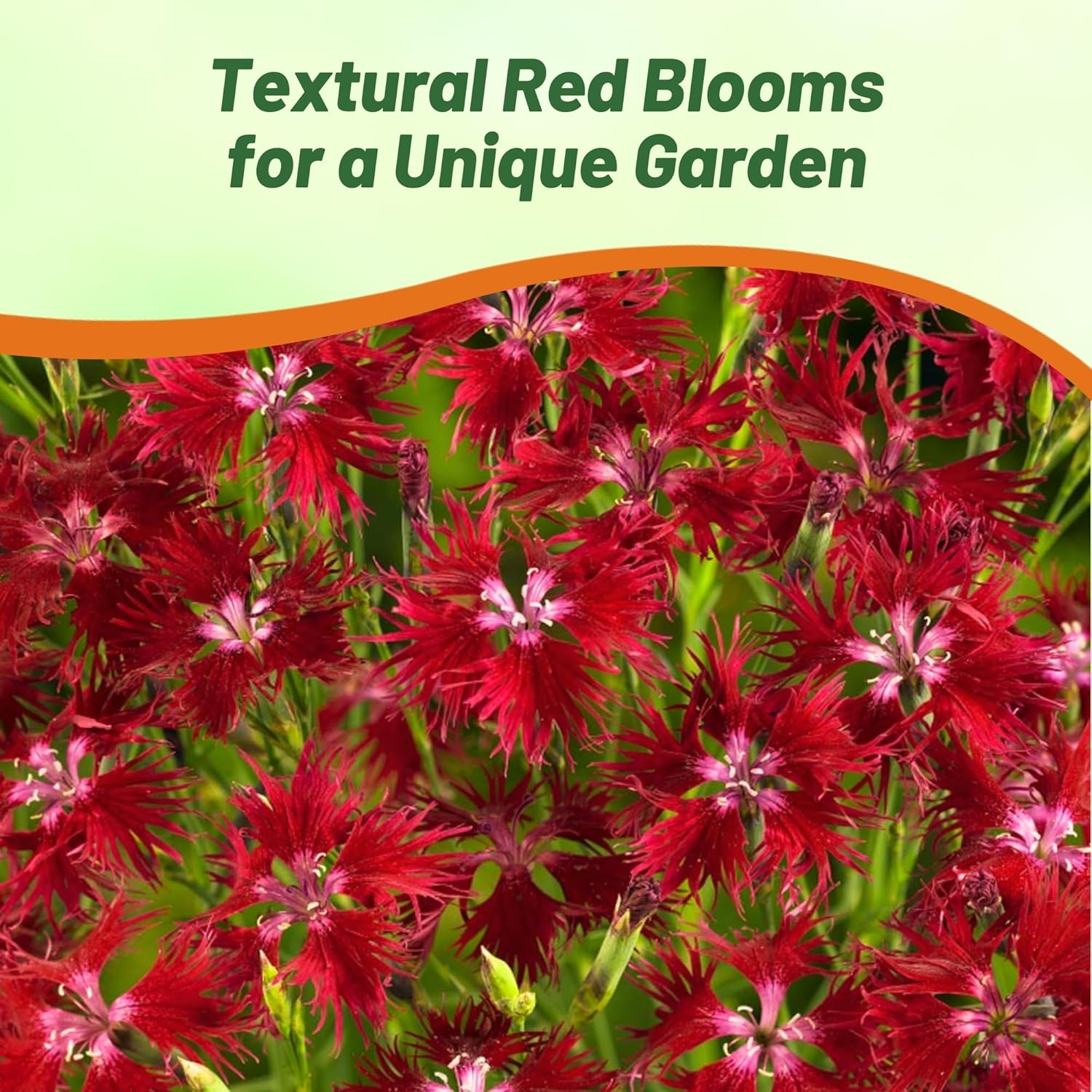 Perennial Dianthus Superbus Red Flowers