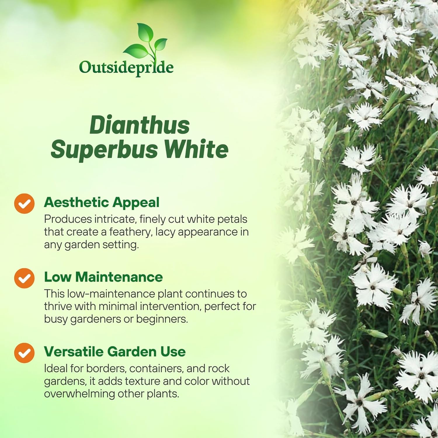 Dianthus Superbus White Flower Garden