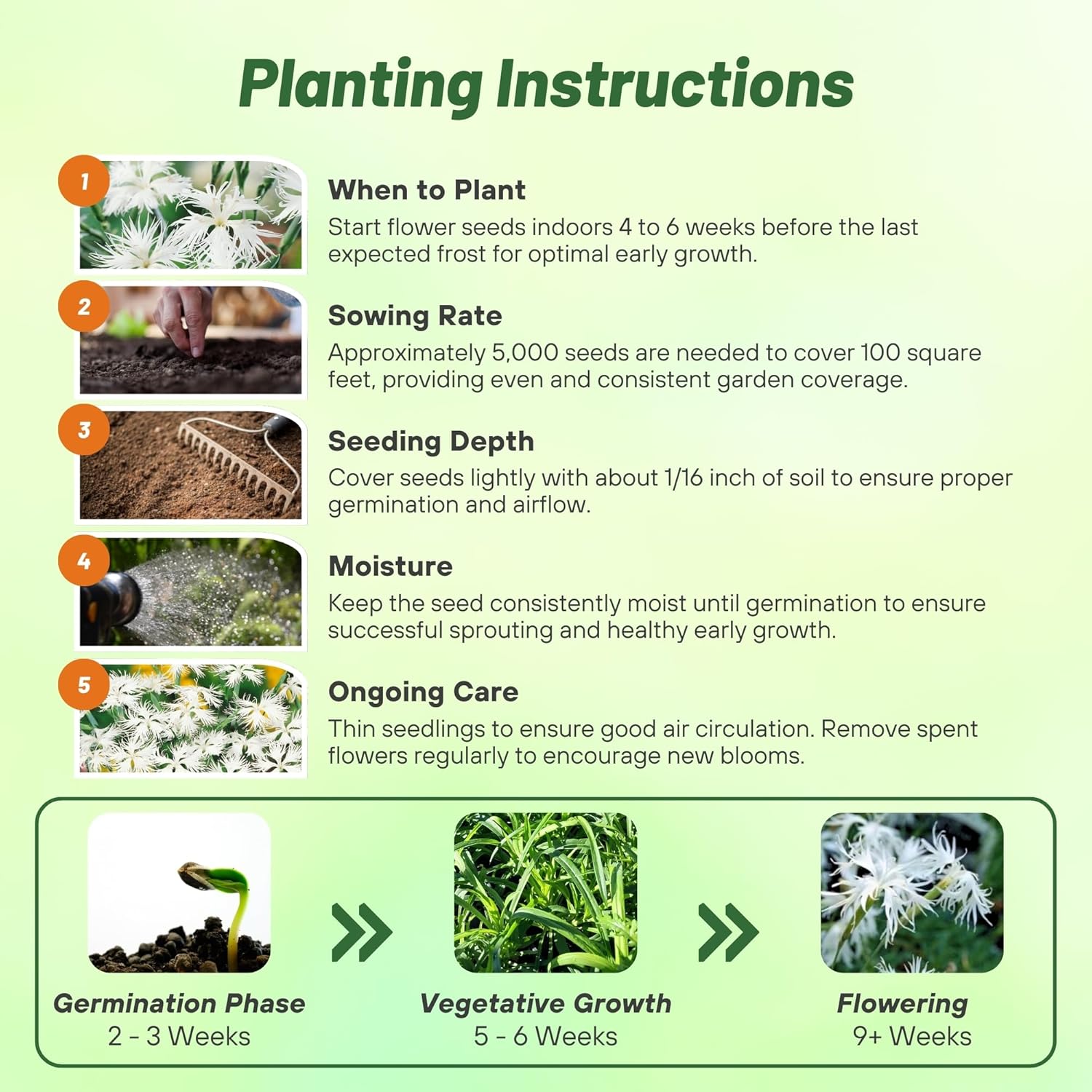 Dianthus Superbus White Planting Directions