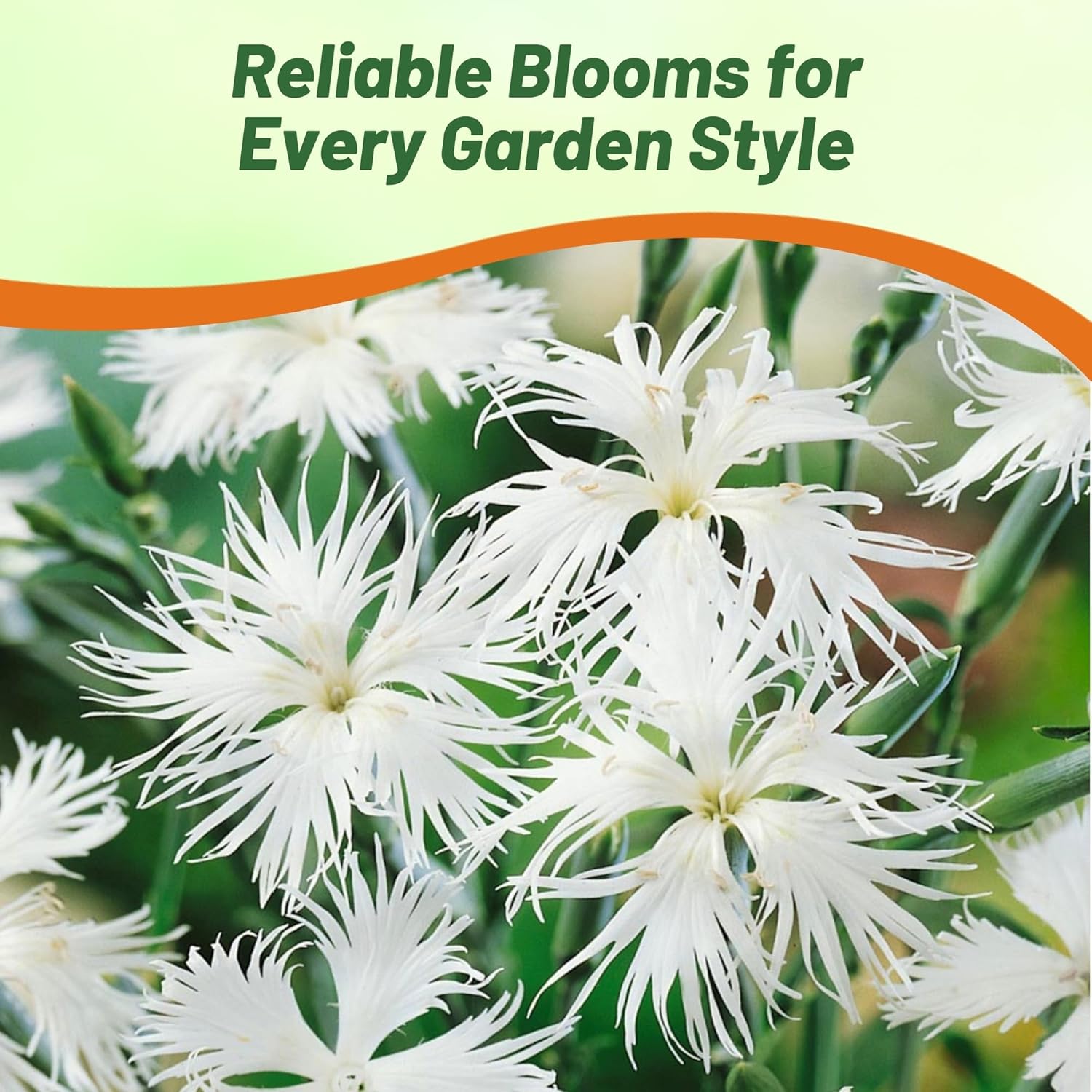 Dianthus Superbus White Compact Flowers