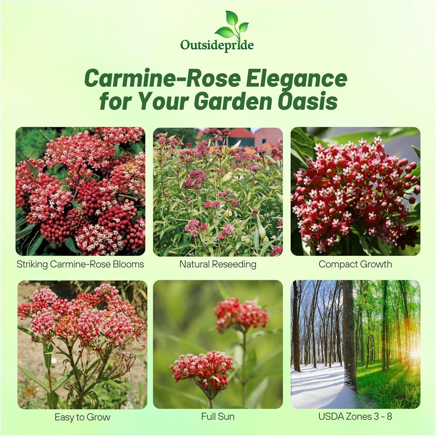 Milkweed Carmine-rose Flower Seeds