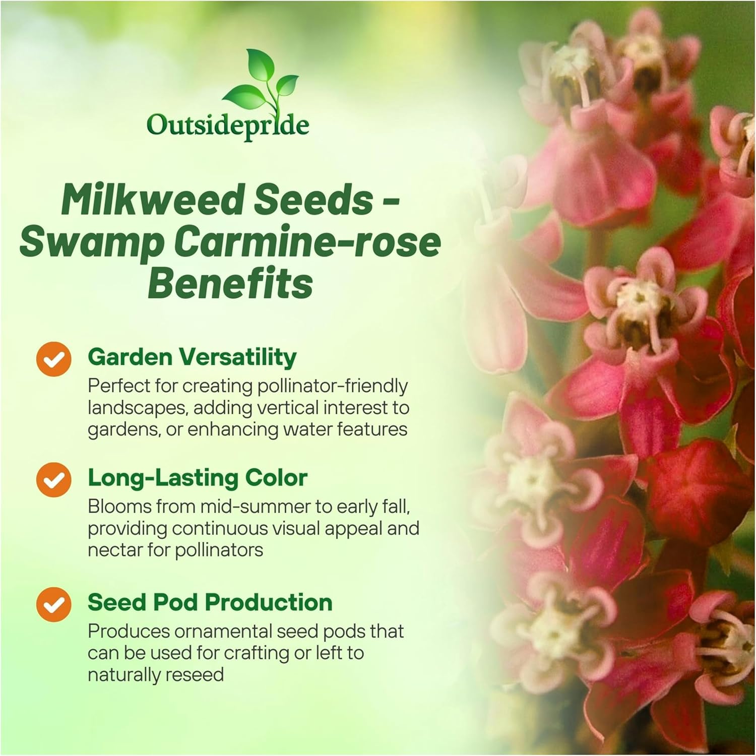 Asclepias Incarnata Carmine Rose Seeds