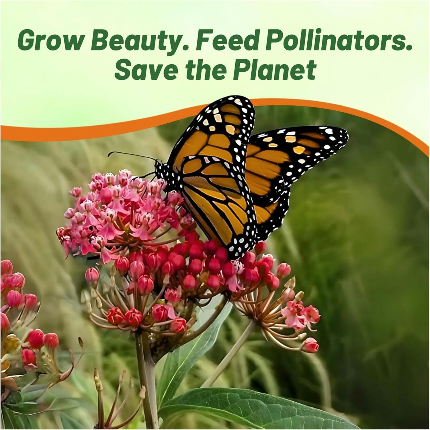 Butterfly Weed Carmine-rose Pollinators