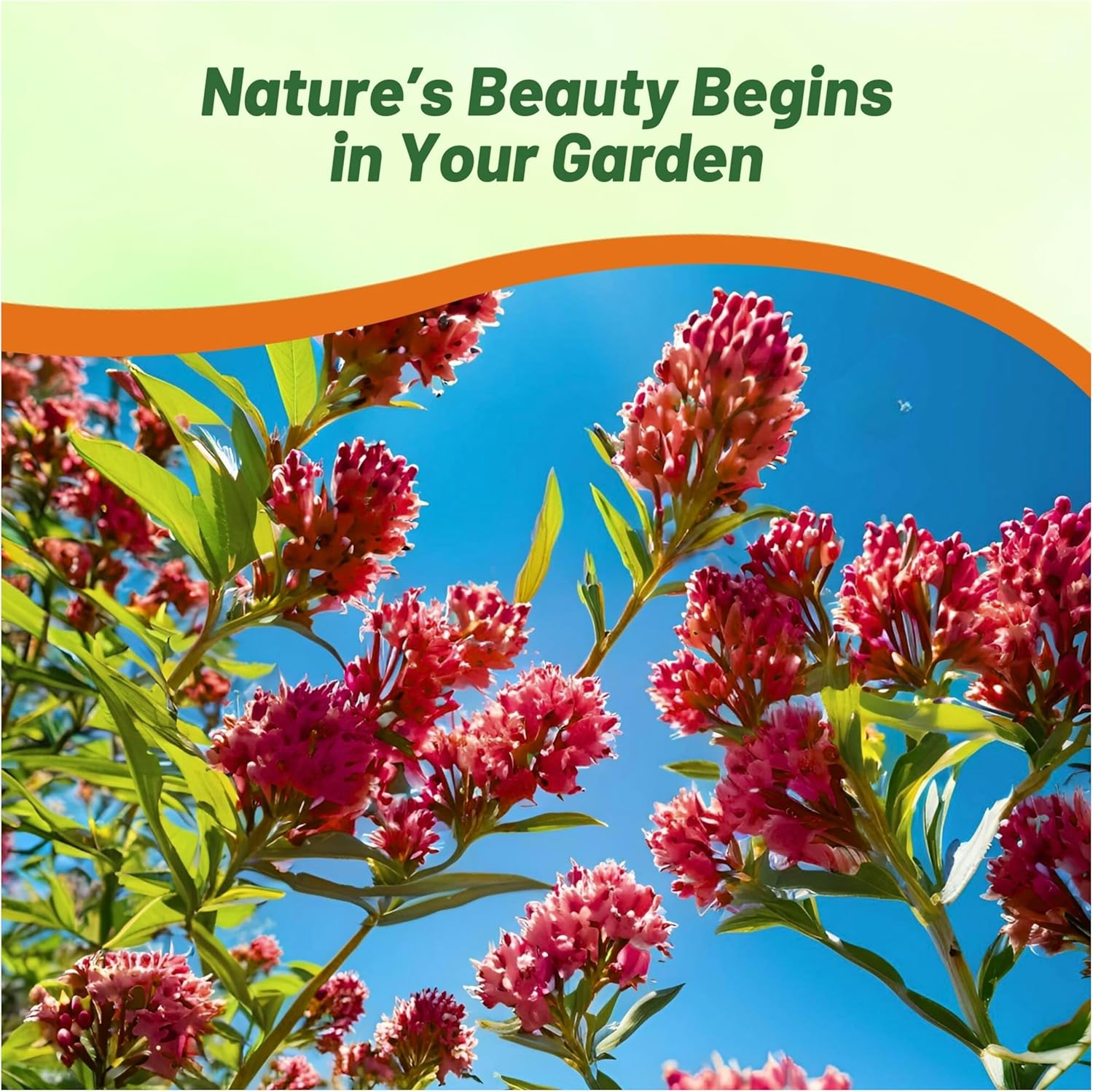 Butterfly Weed Carmine-rose Seeds