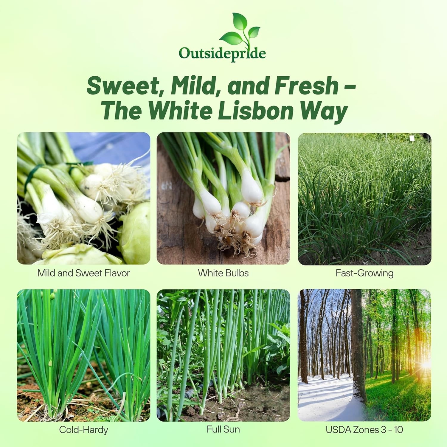 Allium Cepa White Lisbon Onion