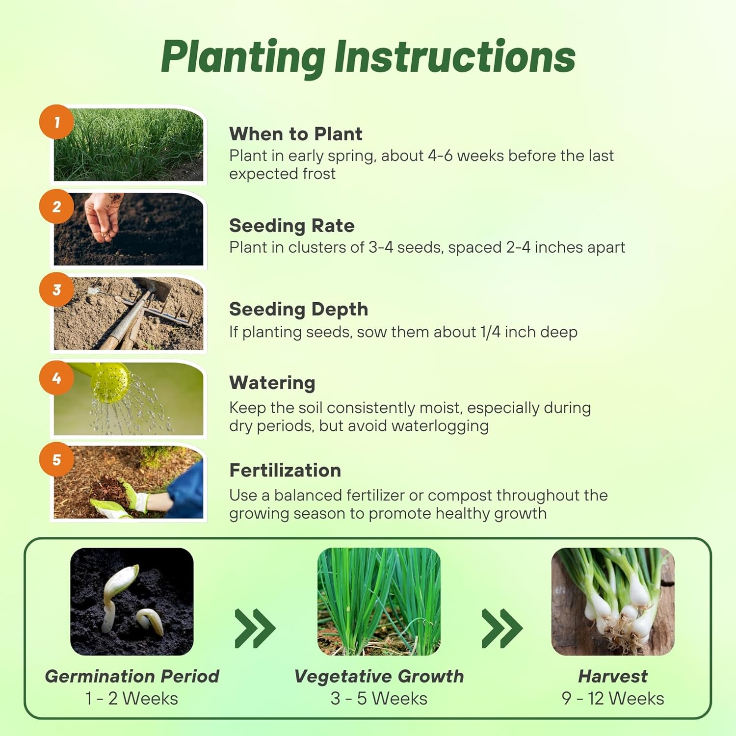 Sweet Onion Herb Seed Planting Directions