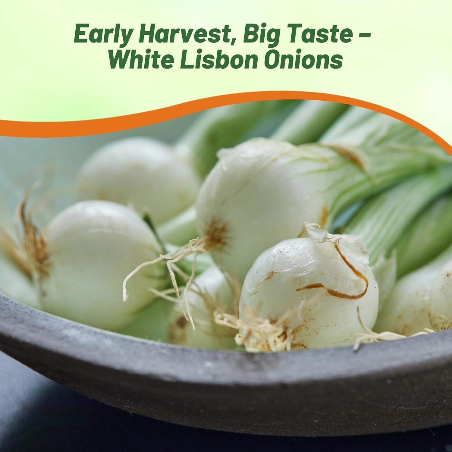 Sweet Onion Culinary Herb For Soups & Salads