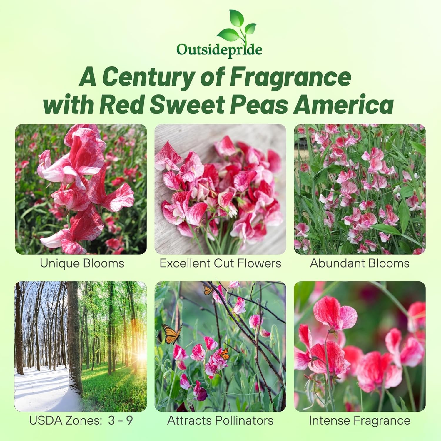 Sweet Pea America Vine Seeds