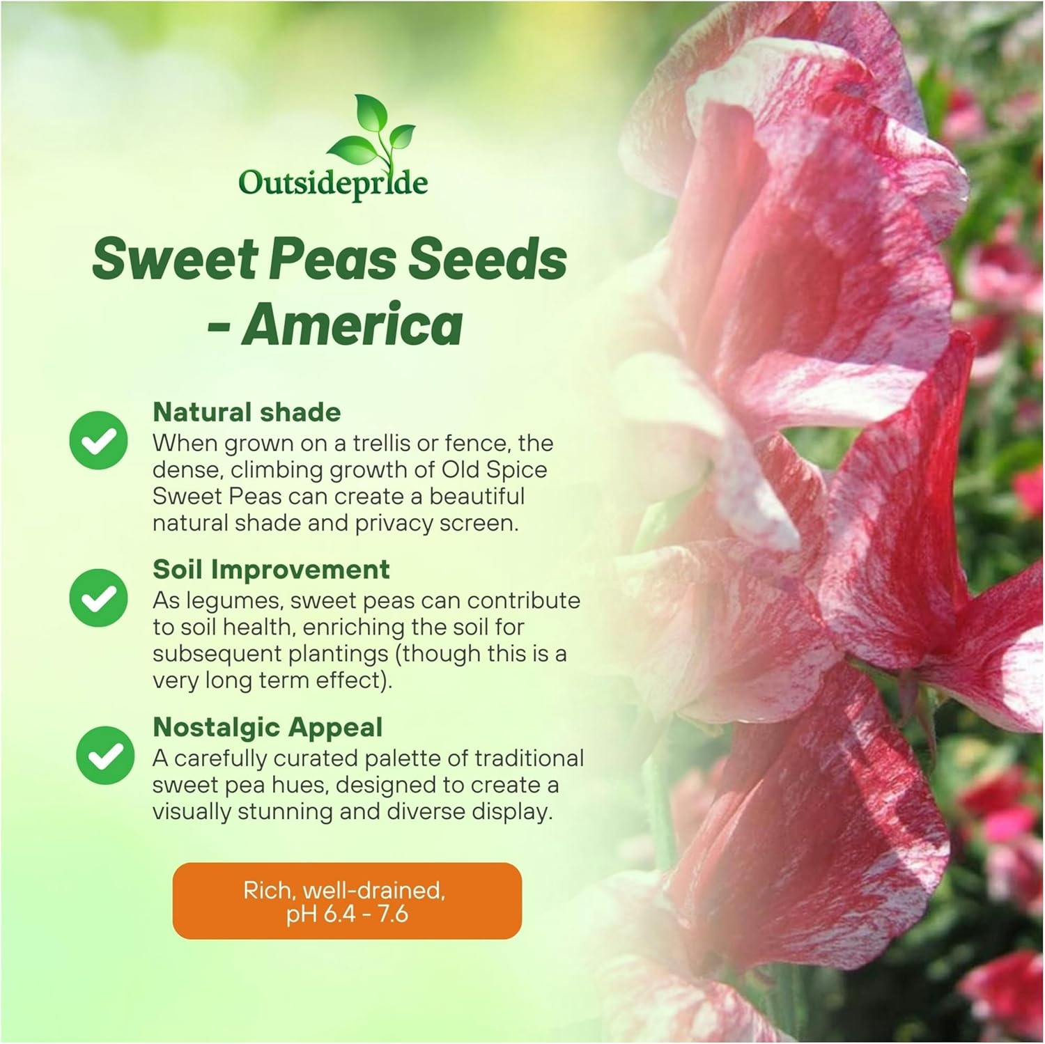Lathyrus Odoratus Old Spice America