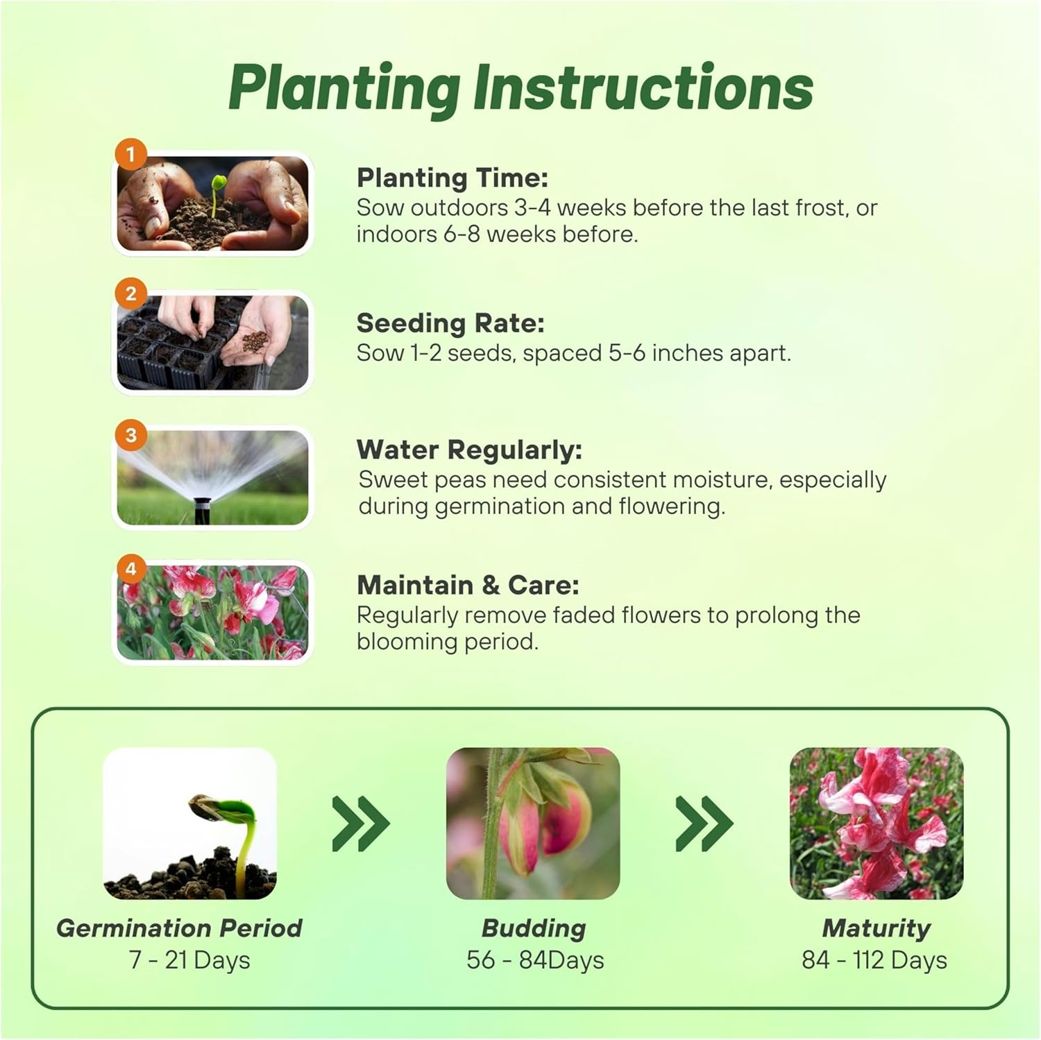 Sweet Pea America Planting Directions