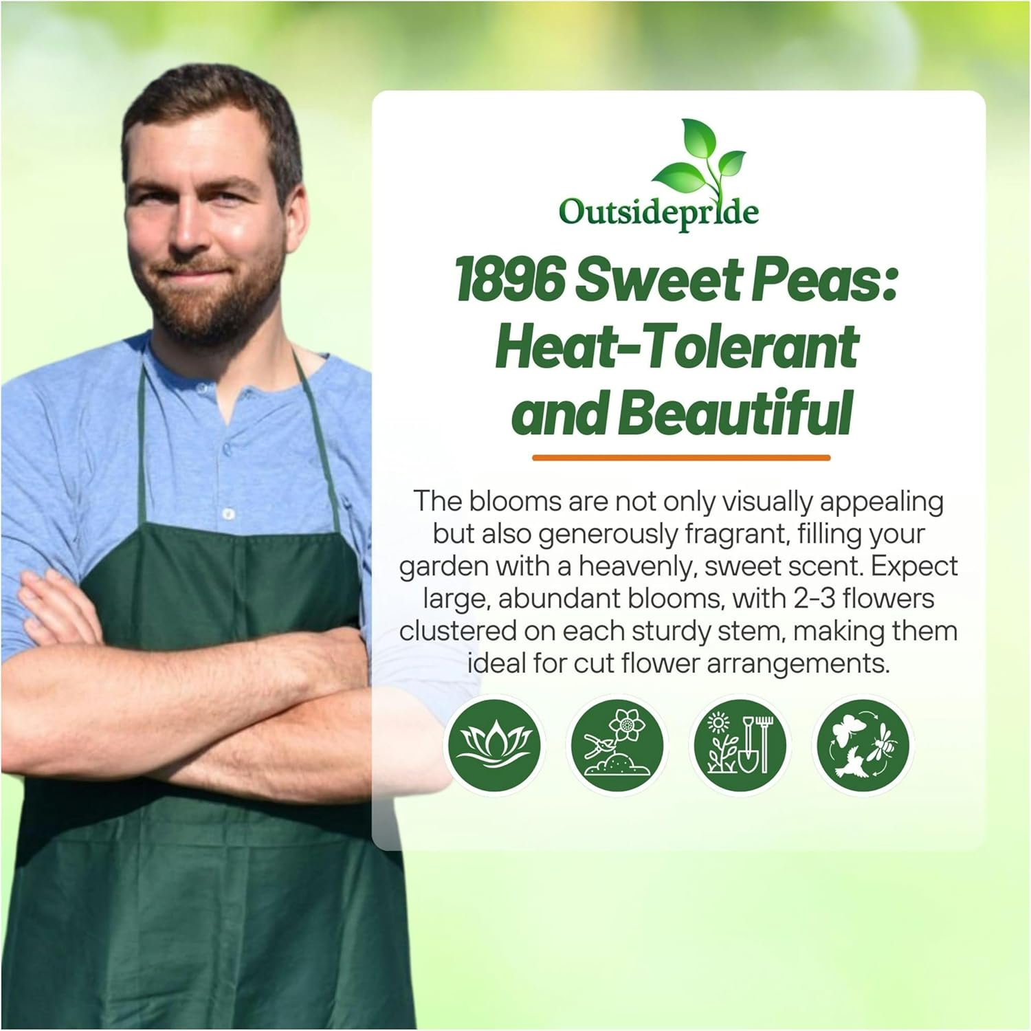Sweet Pea America Flowers Seeds