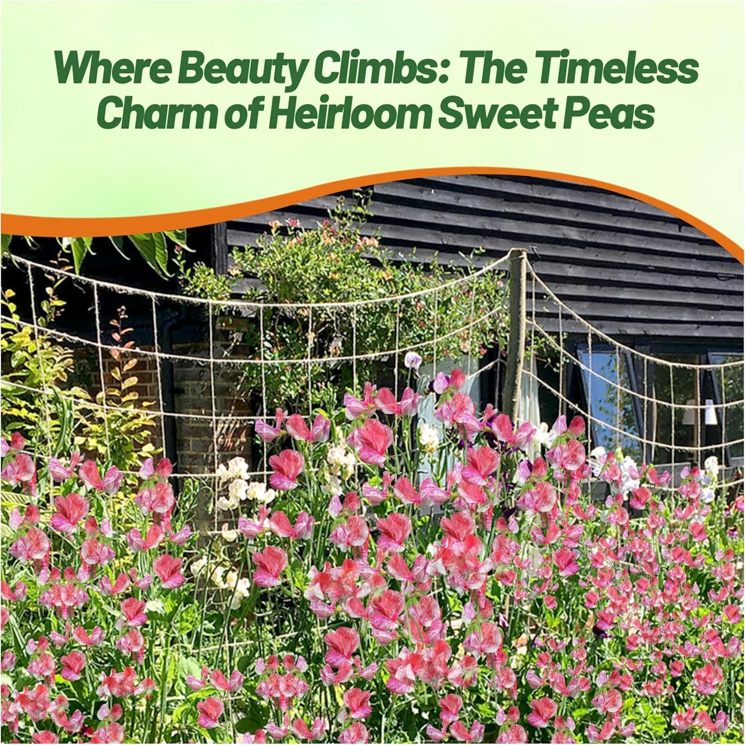 Sweet Pea America Vining Flower Garden
