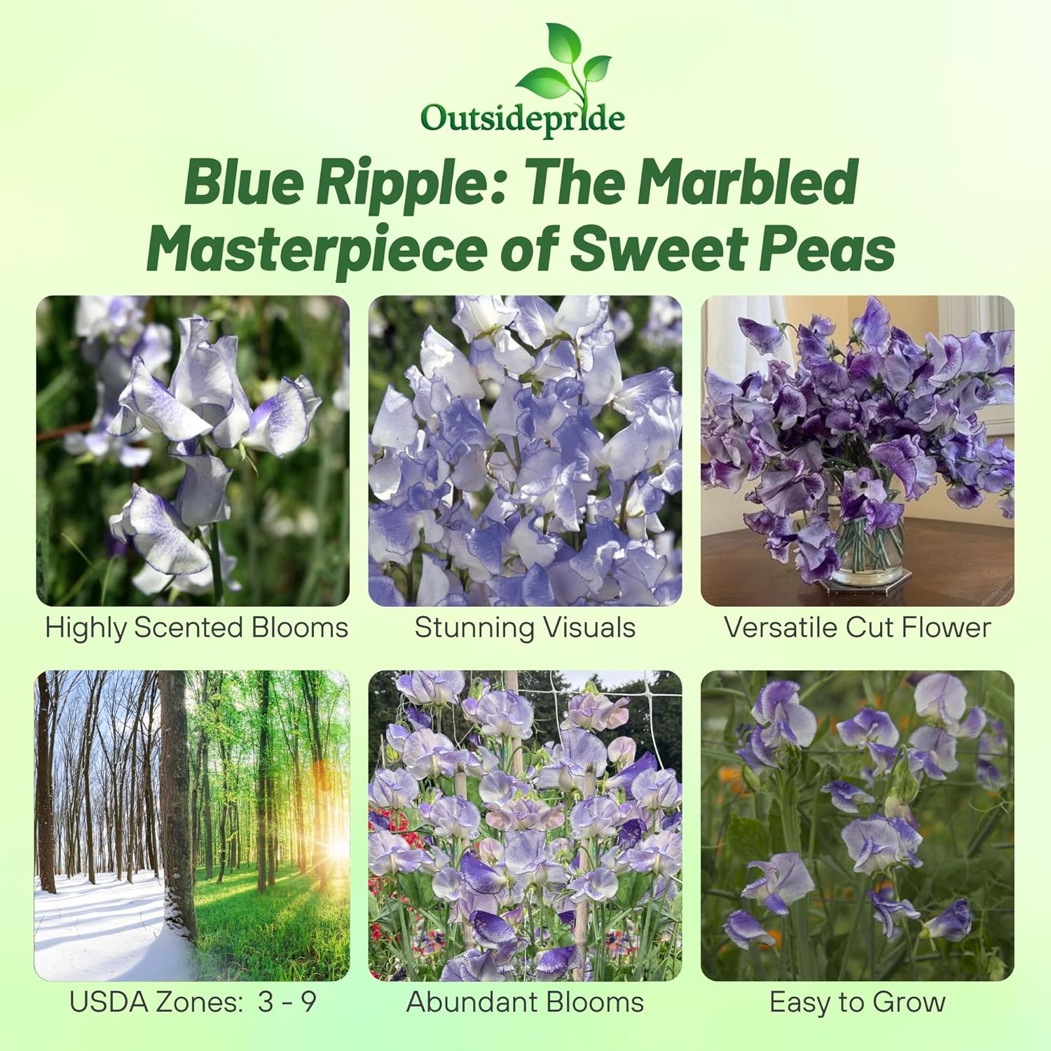 Fragrant Sweet Pea Bicolor Blue Ripple