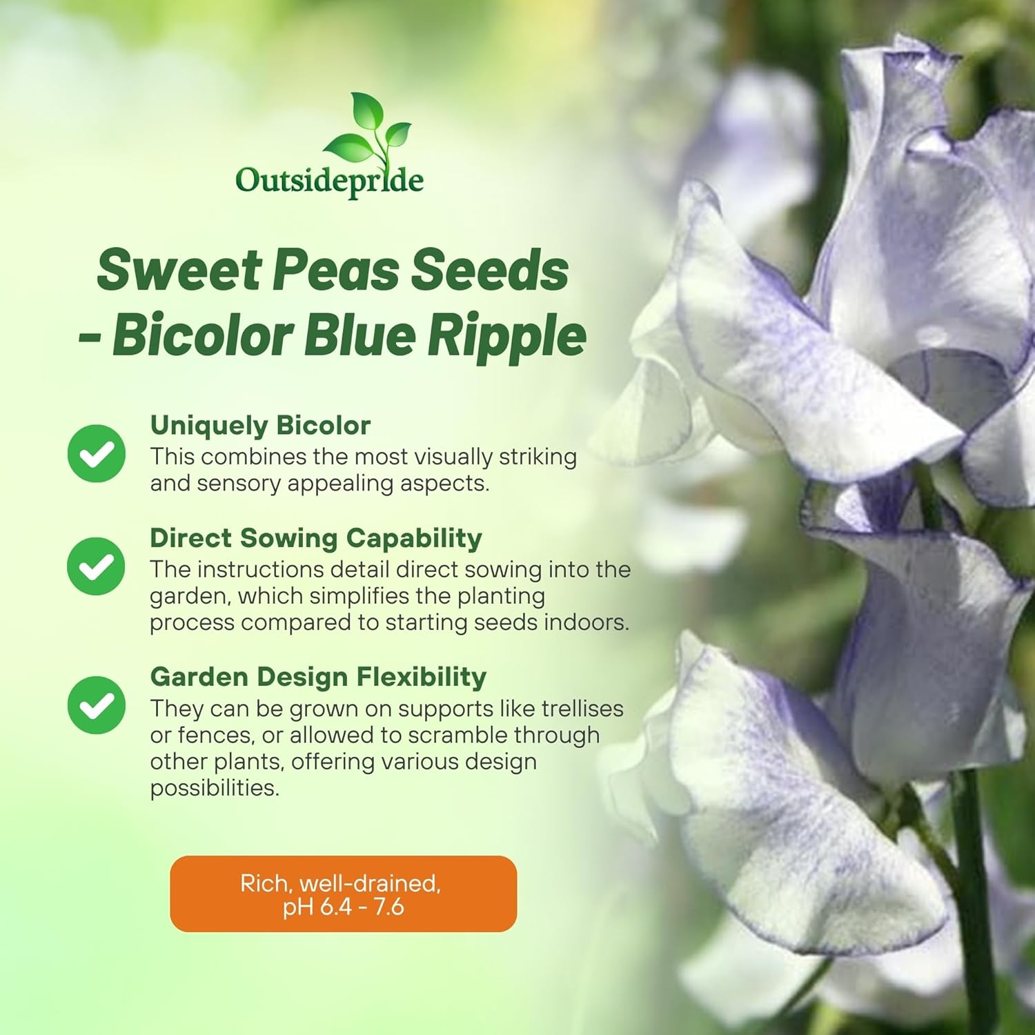 Lathyrus Odoratus Blue Ripple